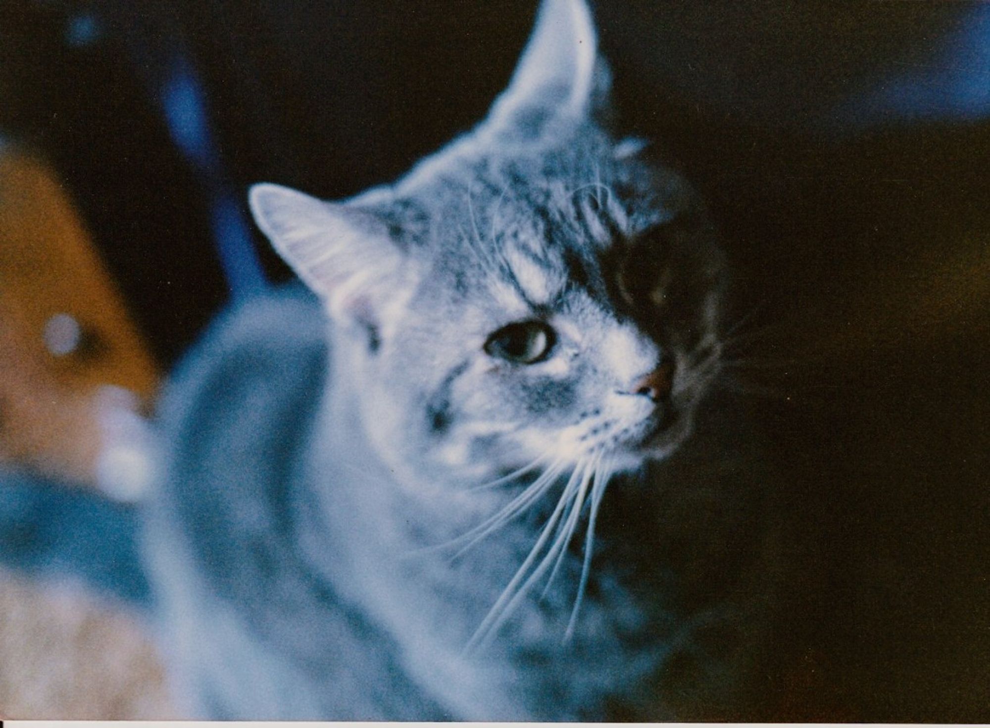 green eyed grey cat sitting with ears perked up looking up at the camera