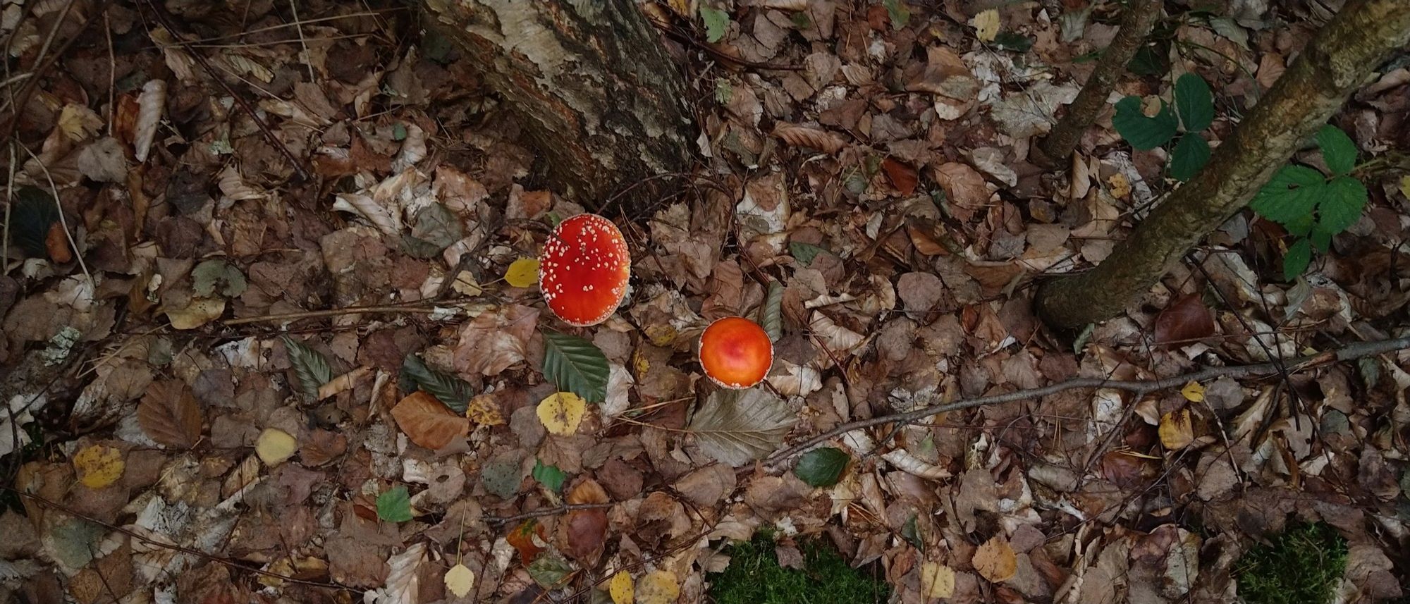 Fliegenpilze, angefressen