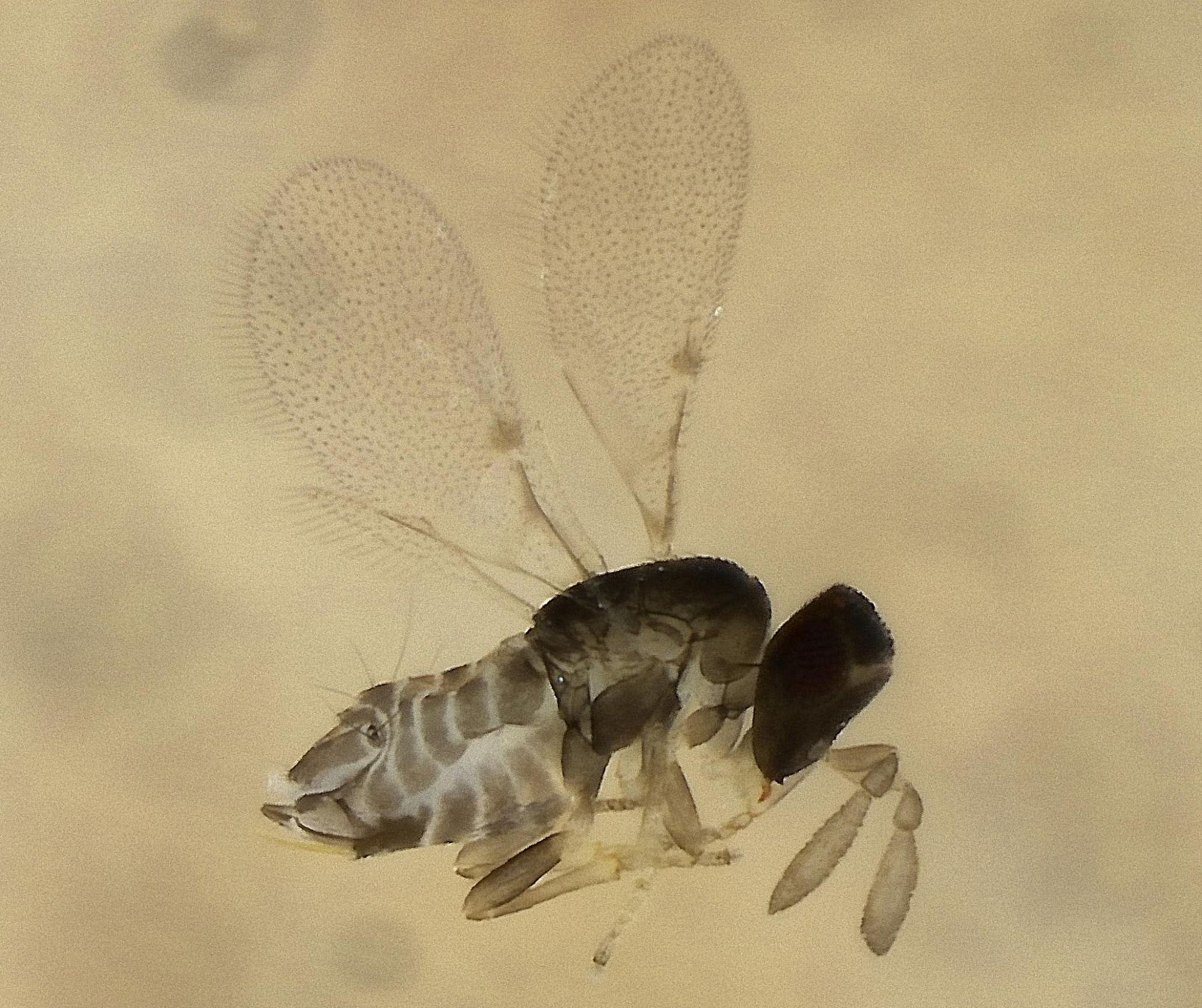 tiny grey-brown wasp with wings held over body and 1-segmented clava antennae to the right of picture