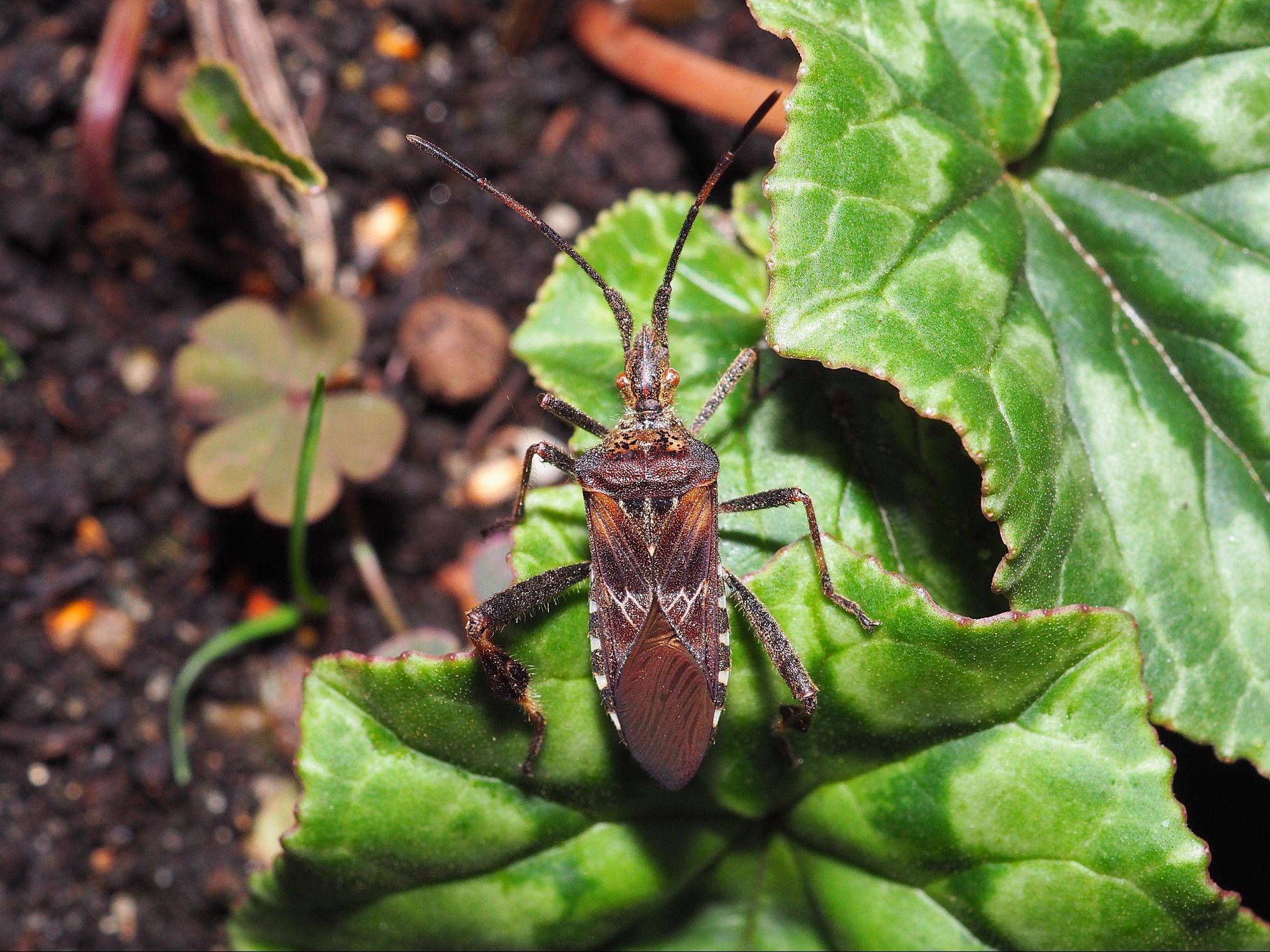 a patterned brown bug on a green leaf background, head and antennae to the top of picture