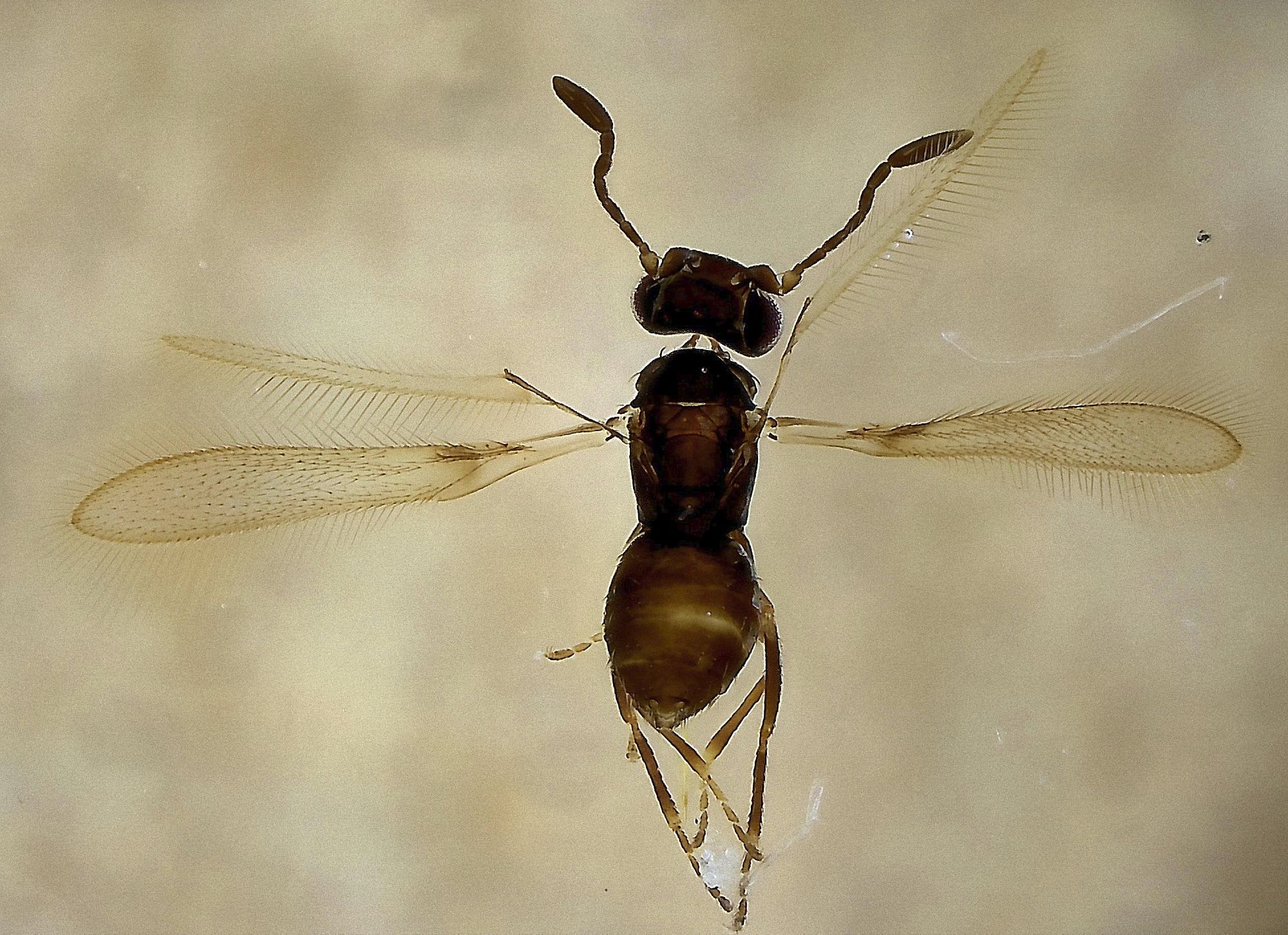 tiny dark brown wasp with outstretched wings, head and antennae to the top of picture