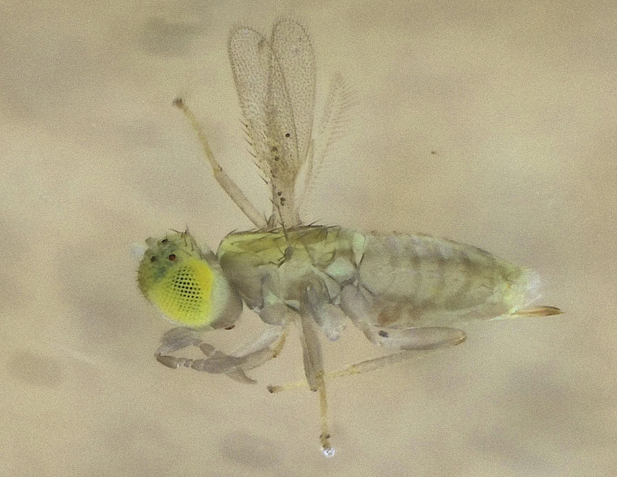 almost colourless tiny wasp with a yellow eye. Head and antennae to the left, wings above.