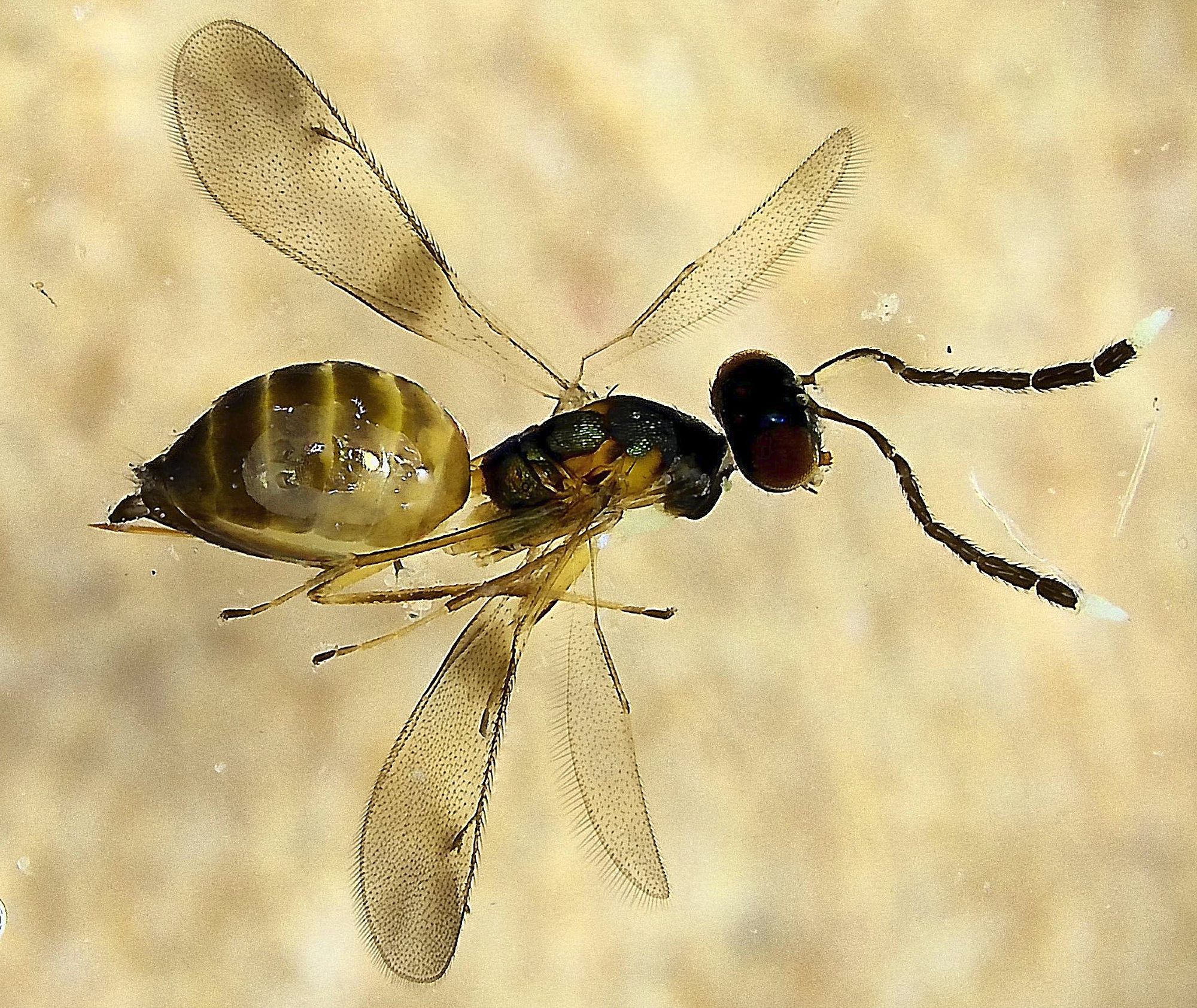 small brown wasp with metallic green abdomen, and black antennae with white tips