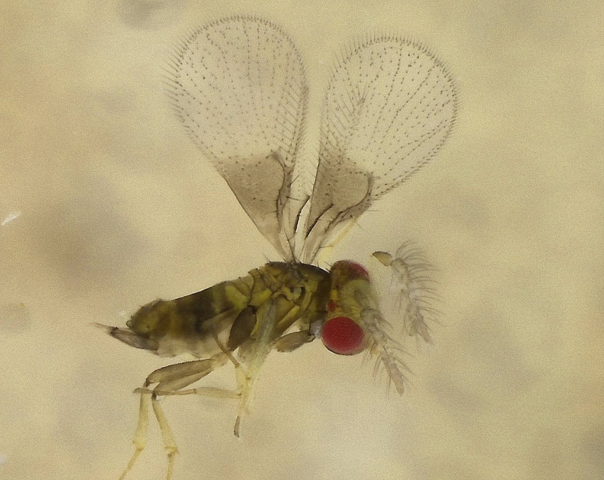 0.3mm long yellow and grey wasp with hairy antenna to the right of picture, bright red eyes, and wings held above body