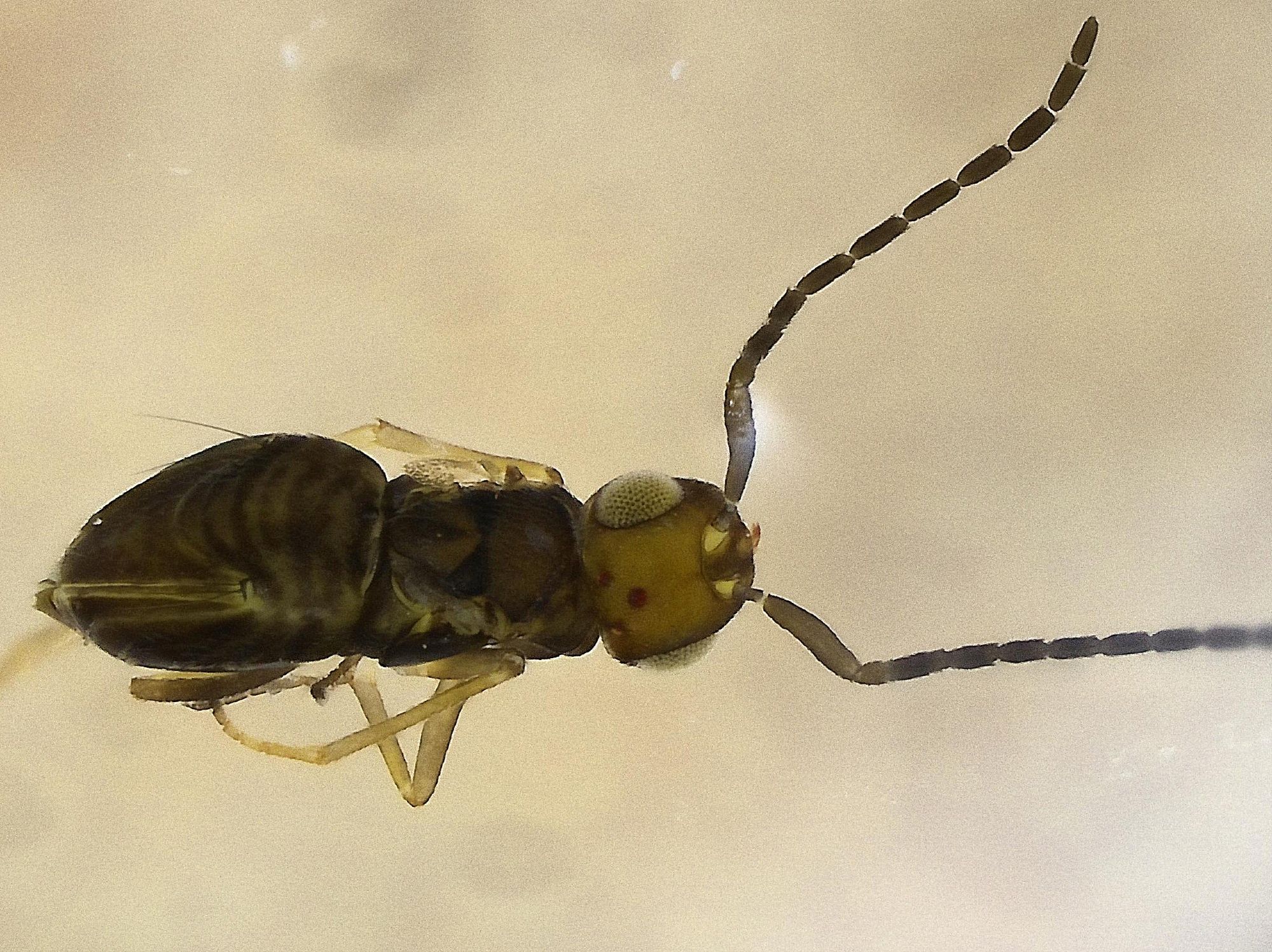 small wingless brown wasp, head and antennae are to the right