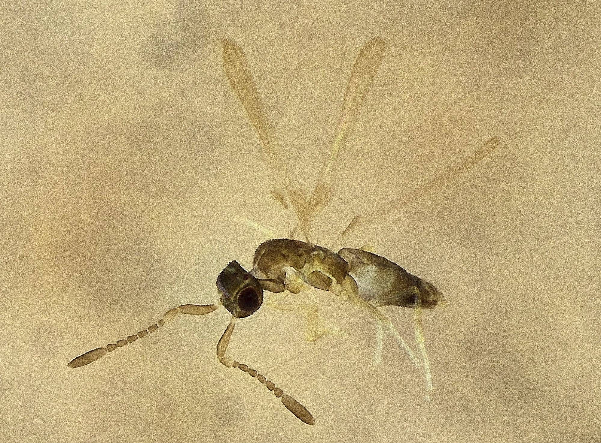 tiny grey-brown wasp with narrow fringed wings held above body, head and antennae to left of picture