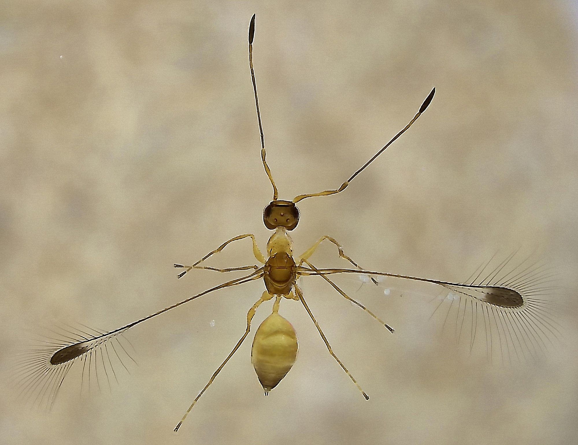 tiny orange-brown wasp with spoon-shaped fringed wings outstretched, head and antennae are to the top of picture