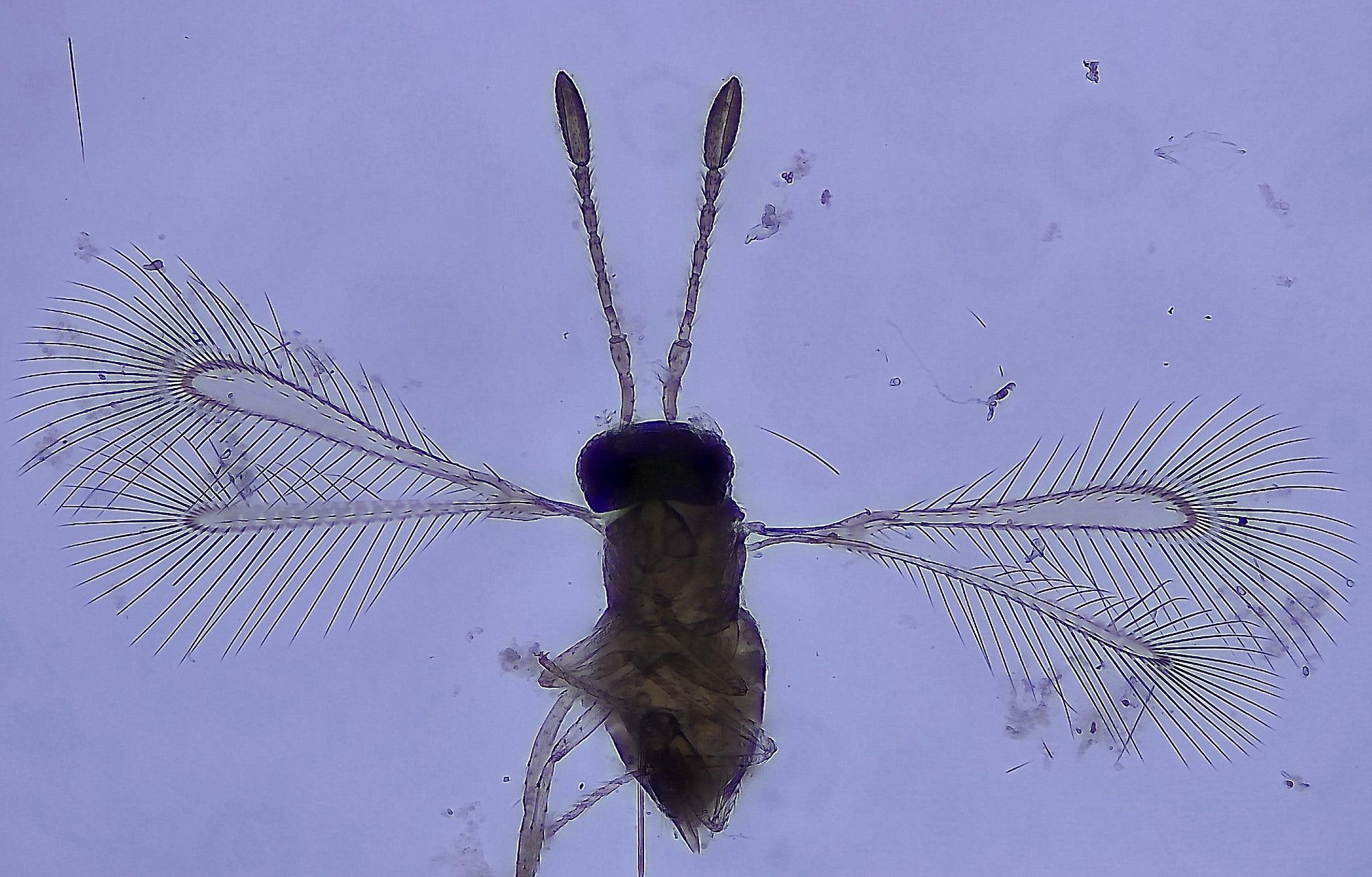 0.35mm long wasp with outstretched fringed wings, head and antennae at the top of picture