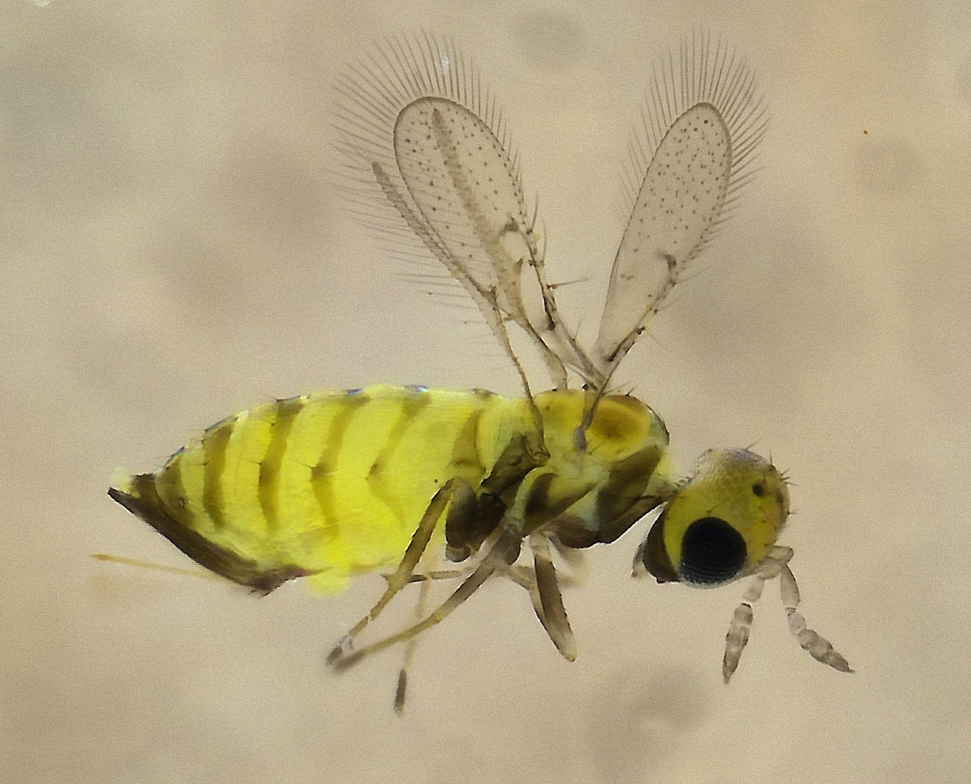 0.8mm long yellow wasp with fringed wings held above body, head and antennae to the right