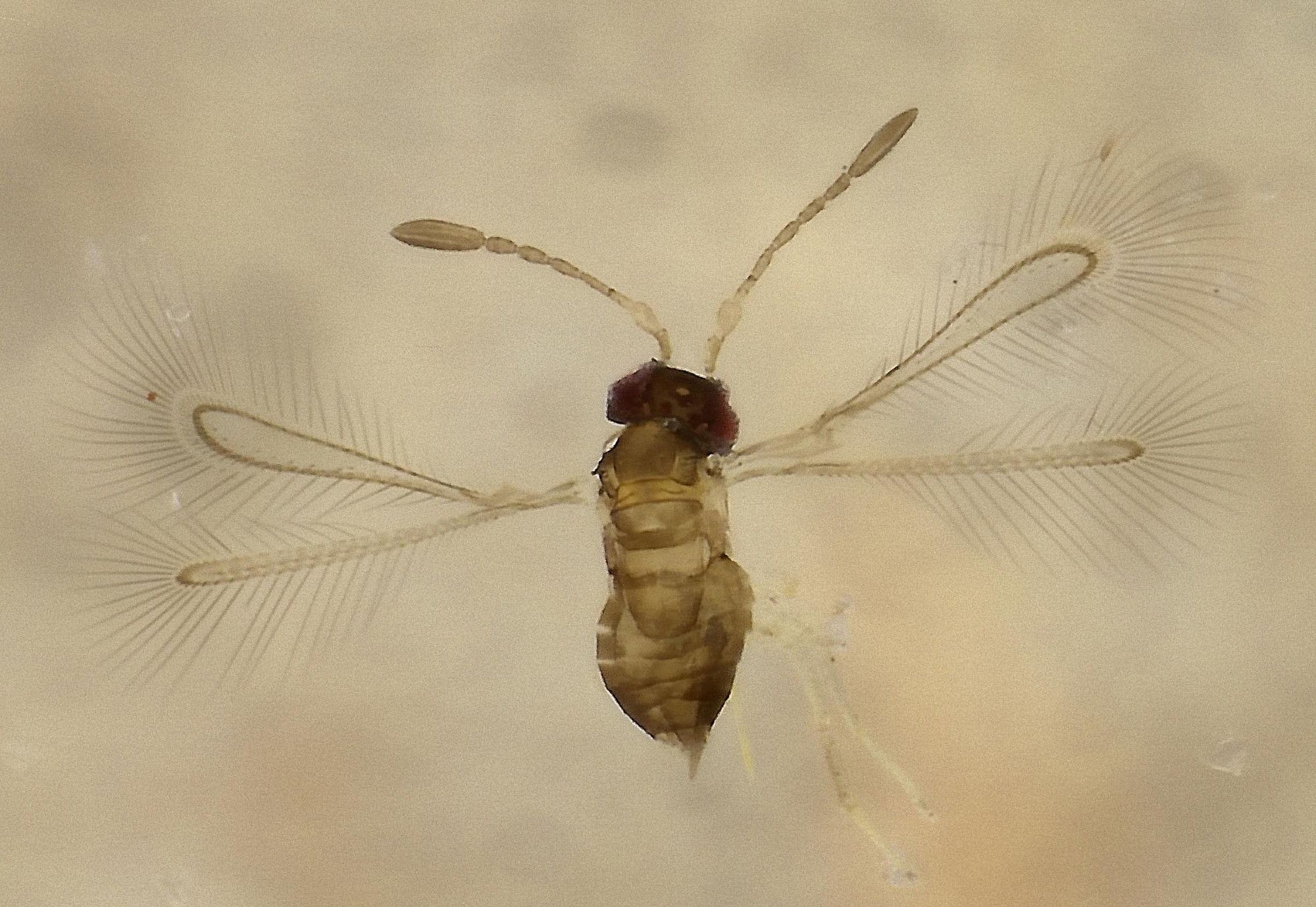 tiny wasp with outstretched wings, head and antennae to the top of picture