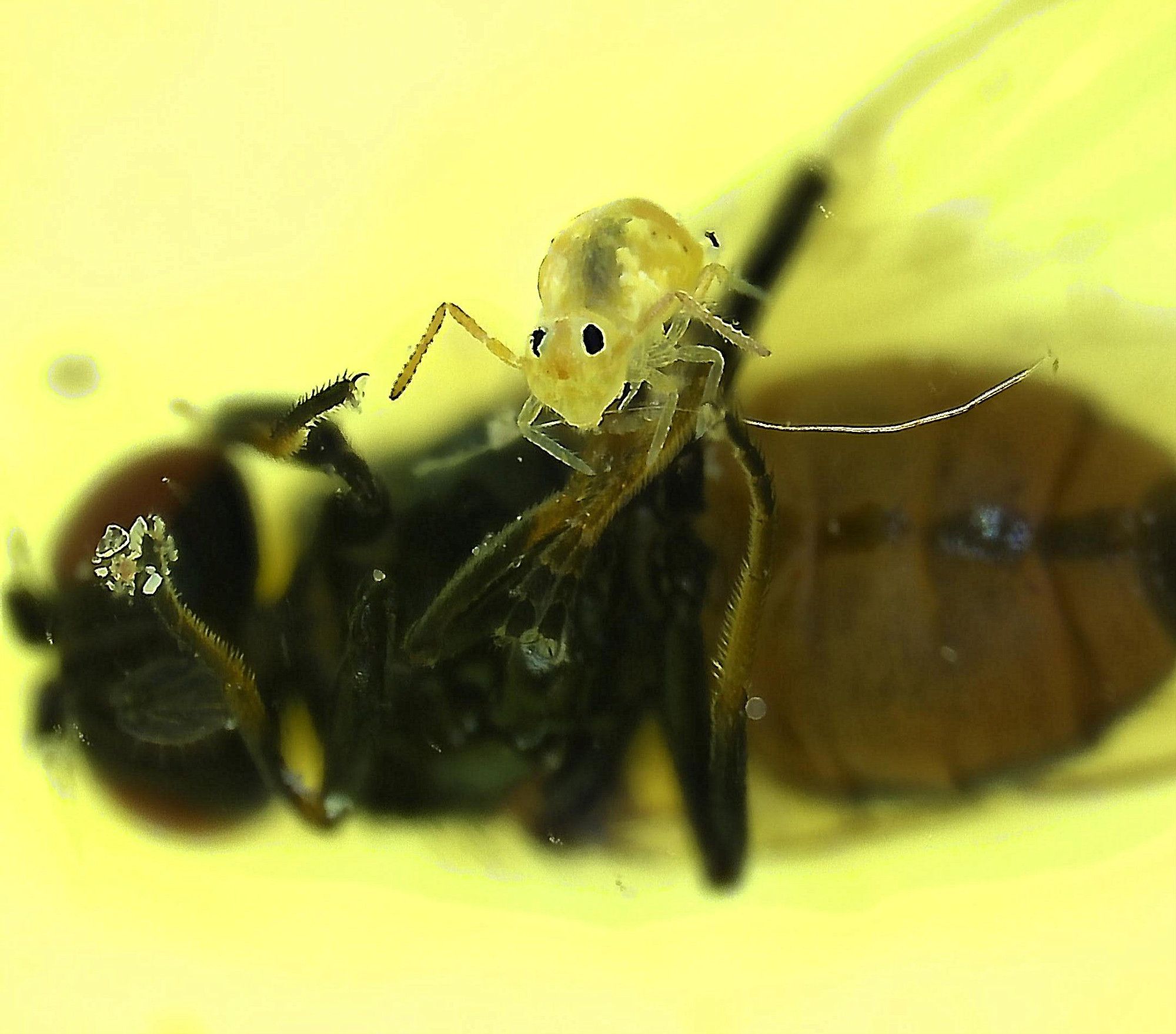 yellow springtail perched on the legs of an upturned brown and black fly