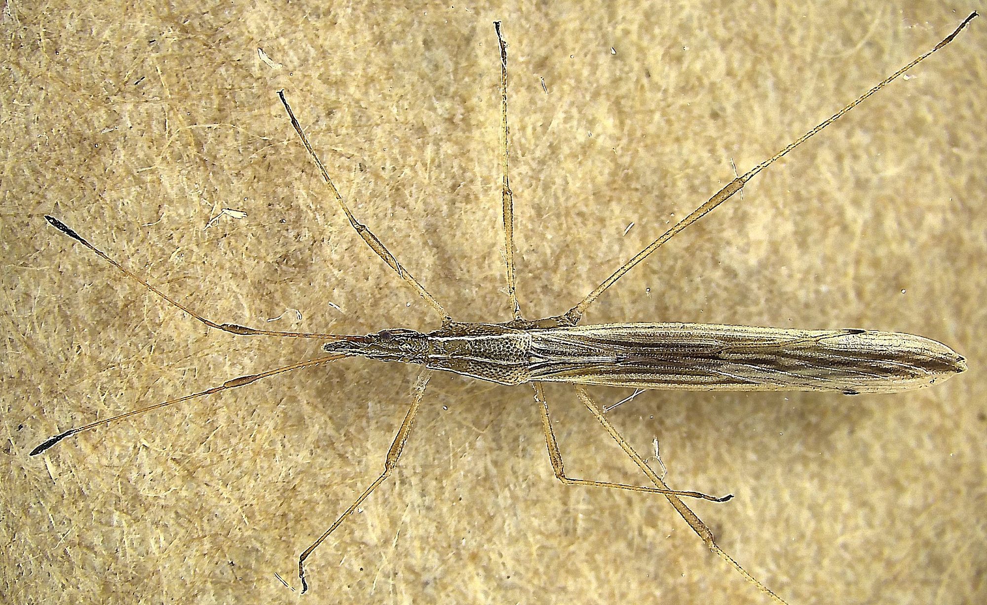 long and thin striped brown bug with very long legs and antennae