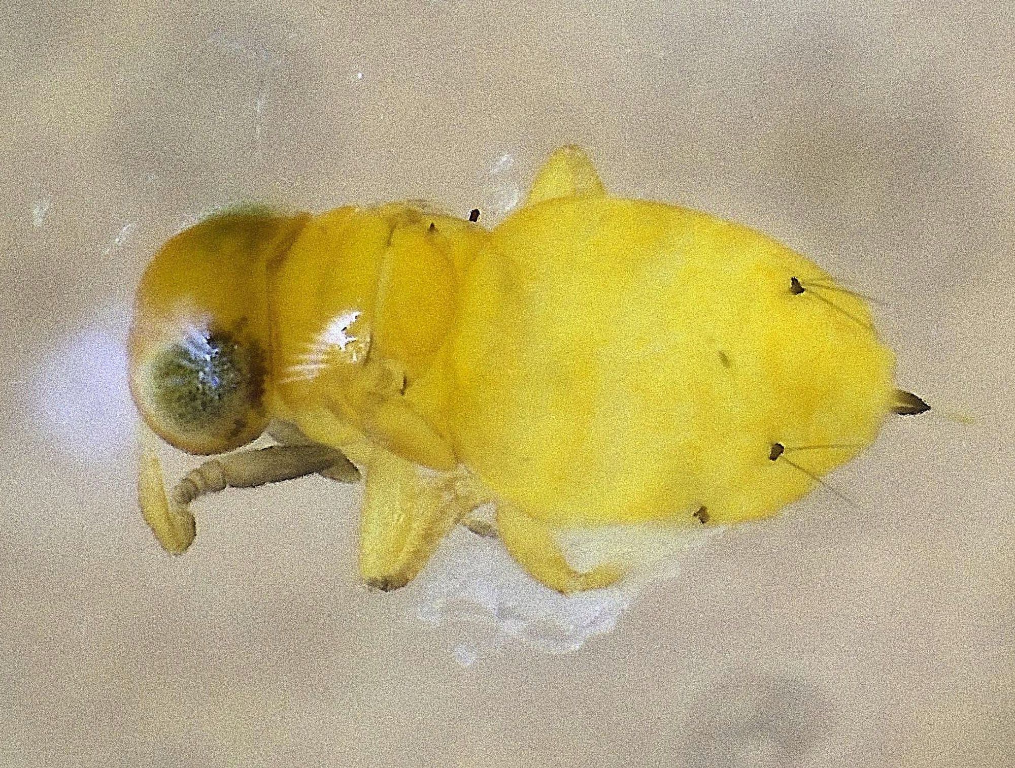 tiny orange wasp with grey-blue eyes and grey antennae, head is to the left of picture