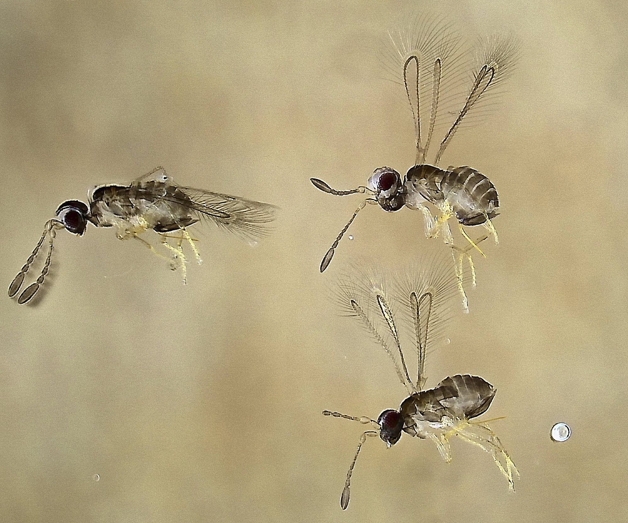 three tiny grey wasps with fringed wings