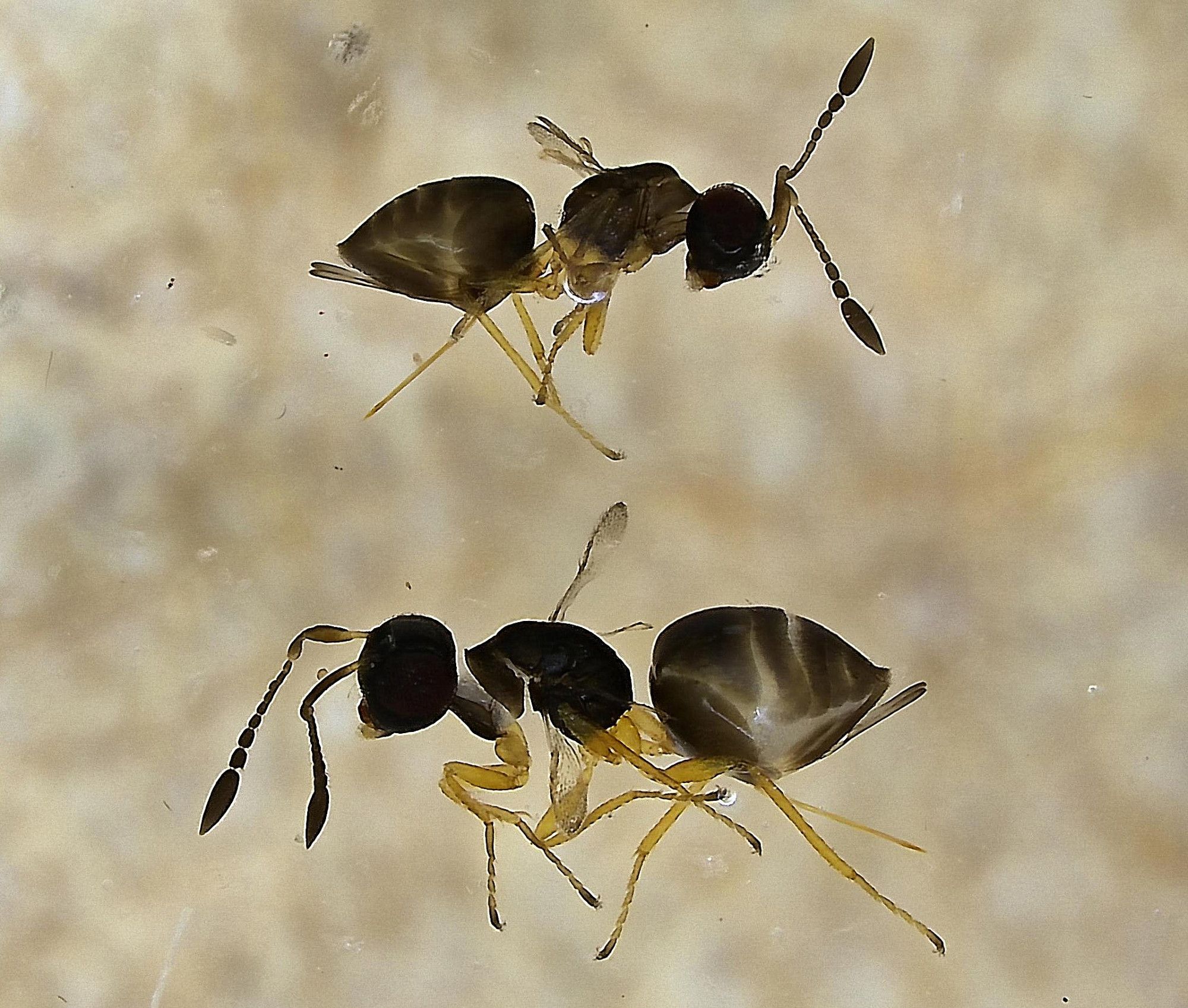 two 1mm long female wasps with the tiniest wings