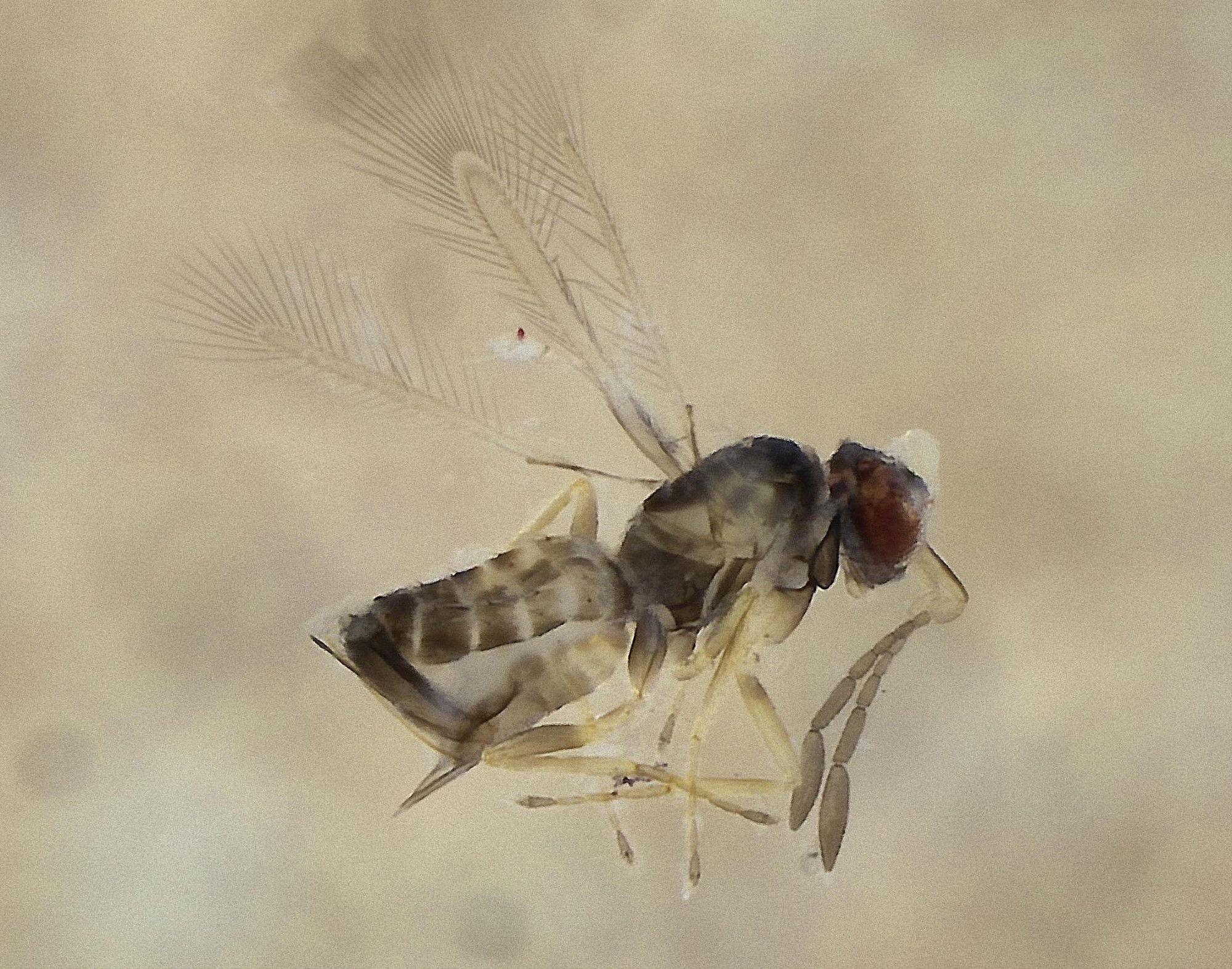 tiny wasp with fringed wings above body, antennae to the right