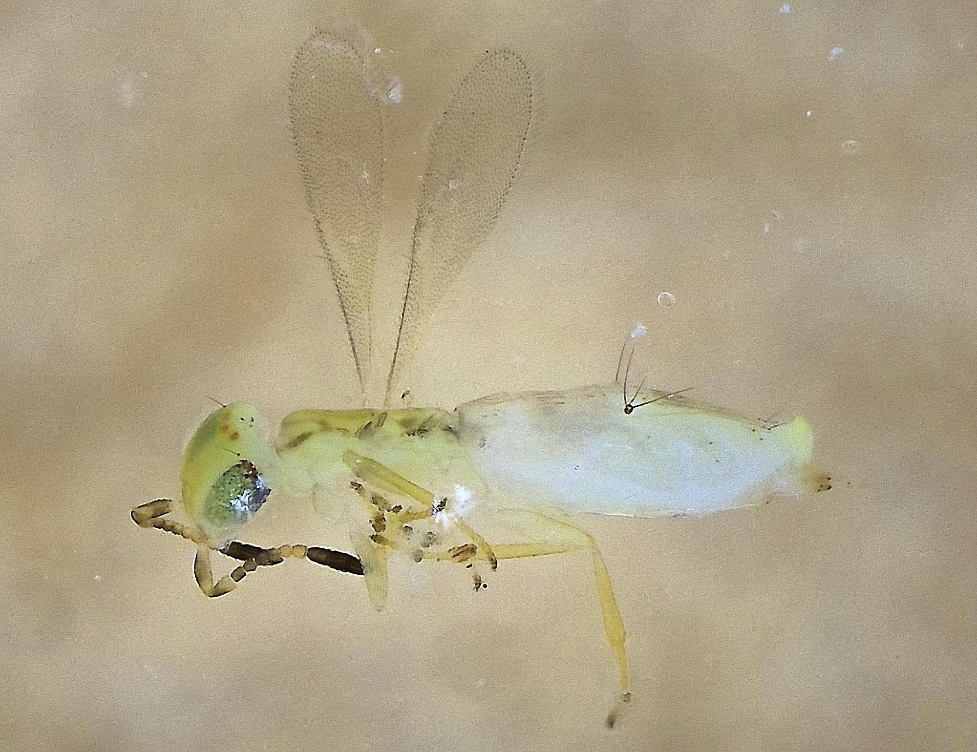 side view of white-bodied tiny wasp with black-tipped antennae, wings held above body, head to the left of picture