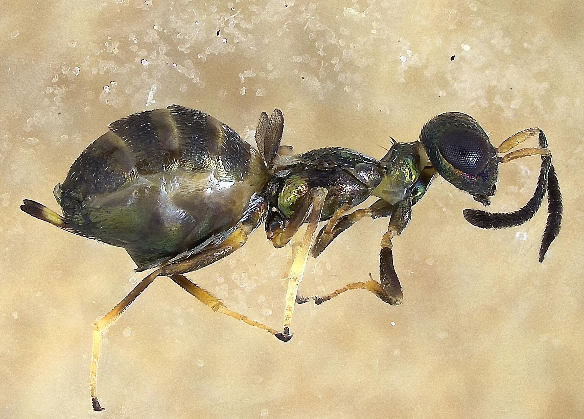 tiny greenish-brown wasp with extremely reduced wings, head and antennae to the right