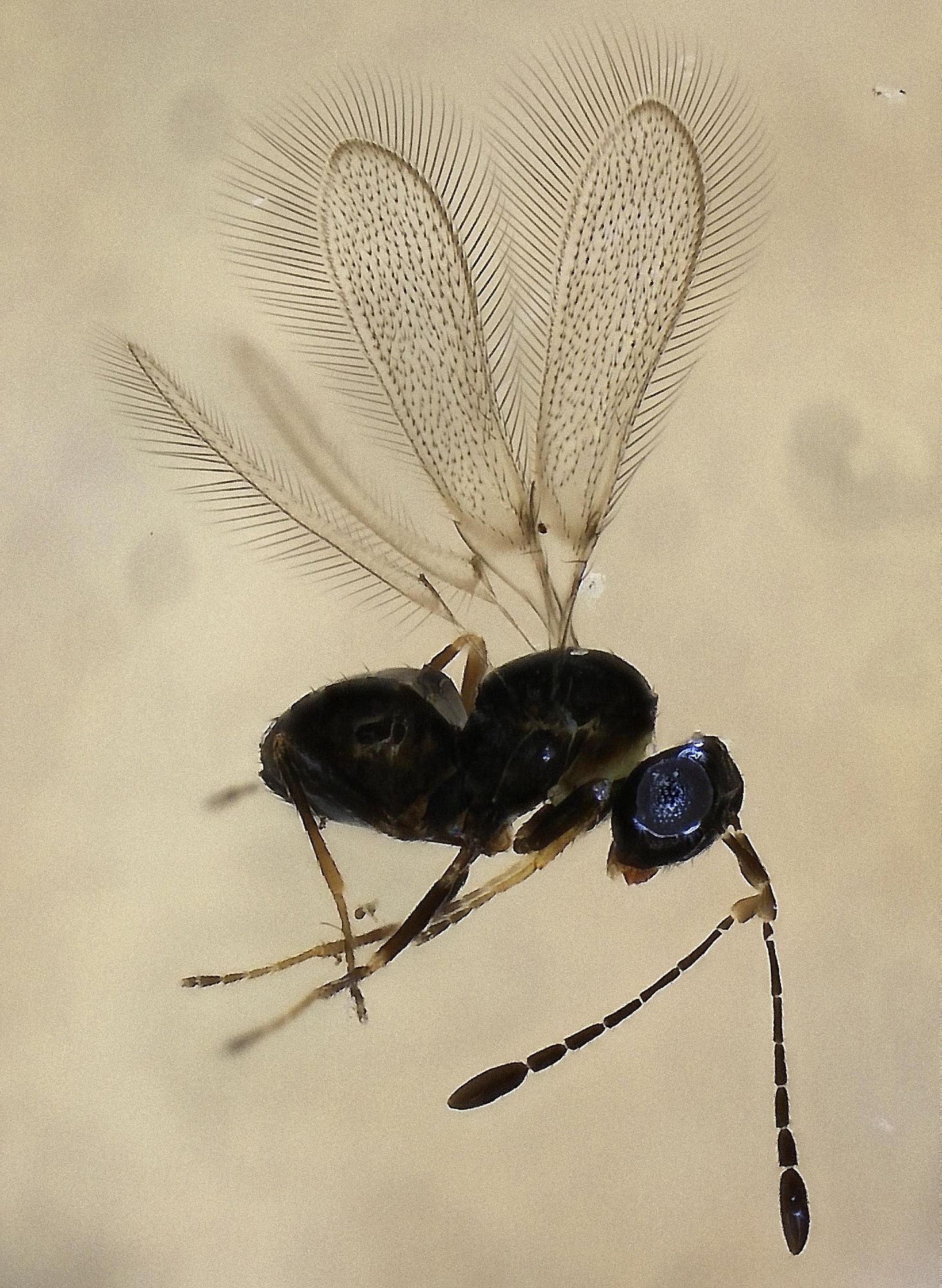 0.6mm long black wasp with fringed wings held above body, head and antennae to the right