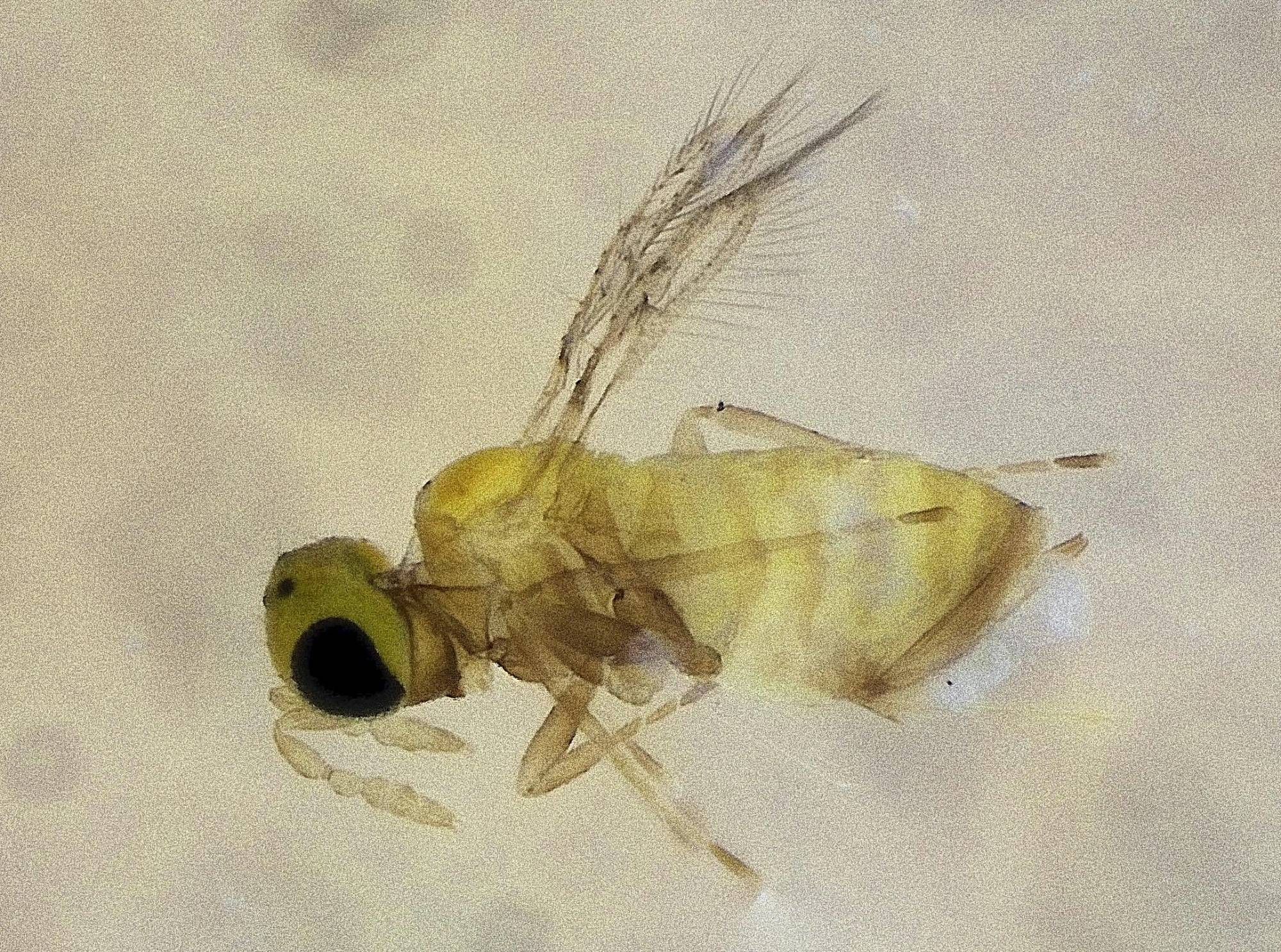 tiny pale yellow wasp, head and antennae to the left, fringed wings above