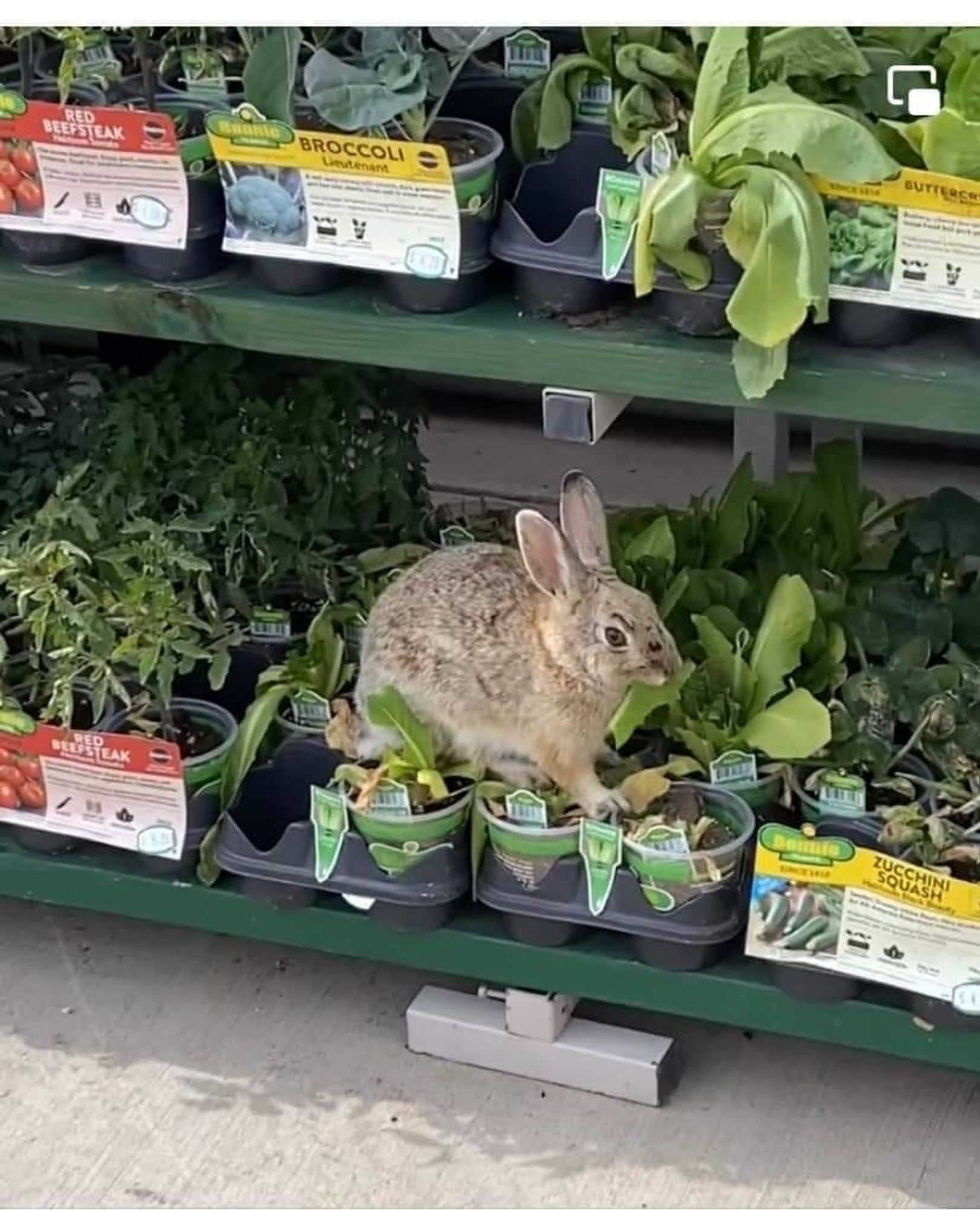 A rabbit eating plants in a grocery store