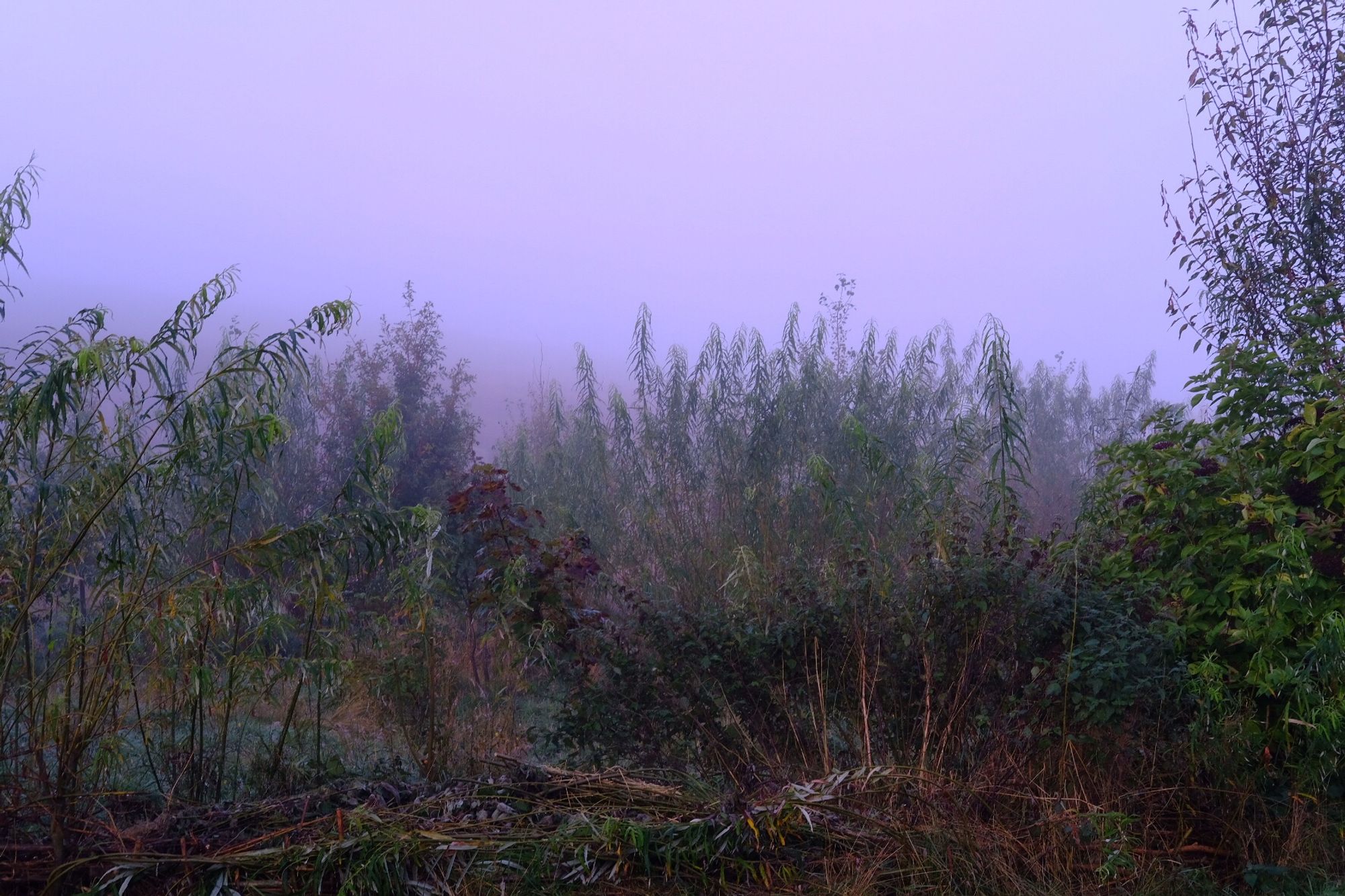 Misty sky above tangle of branches