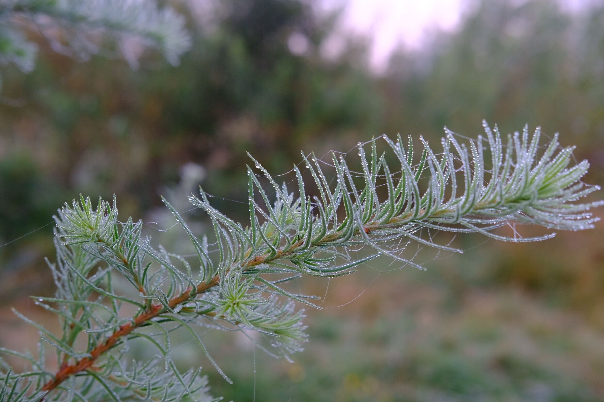 Pale larch branch with water droplets