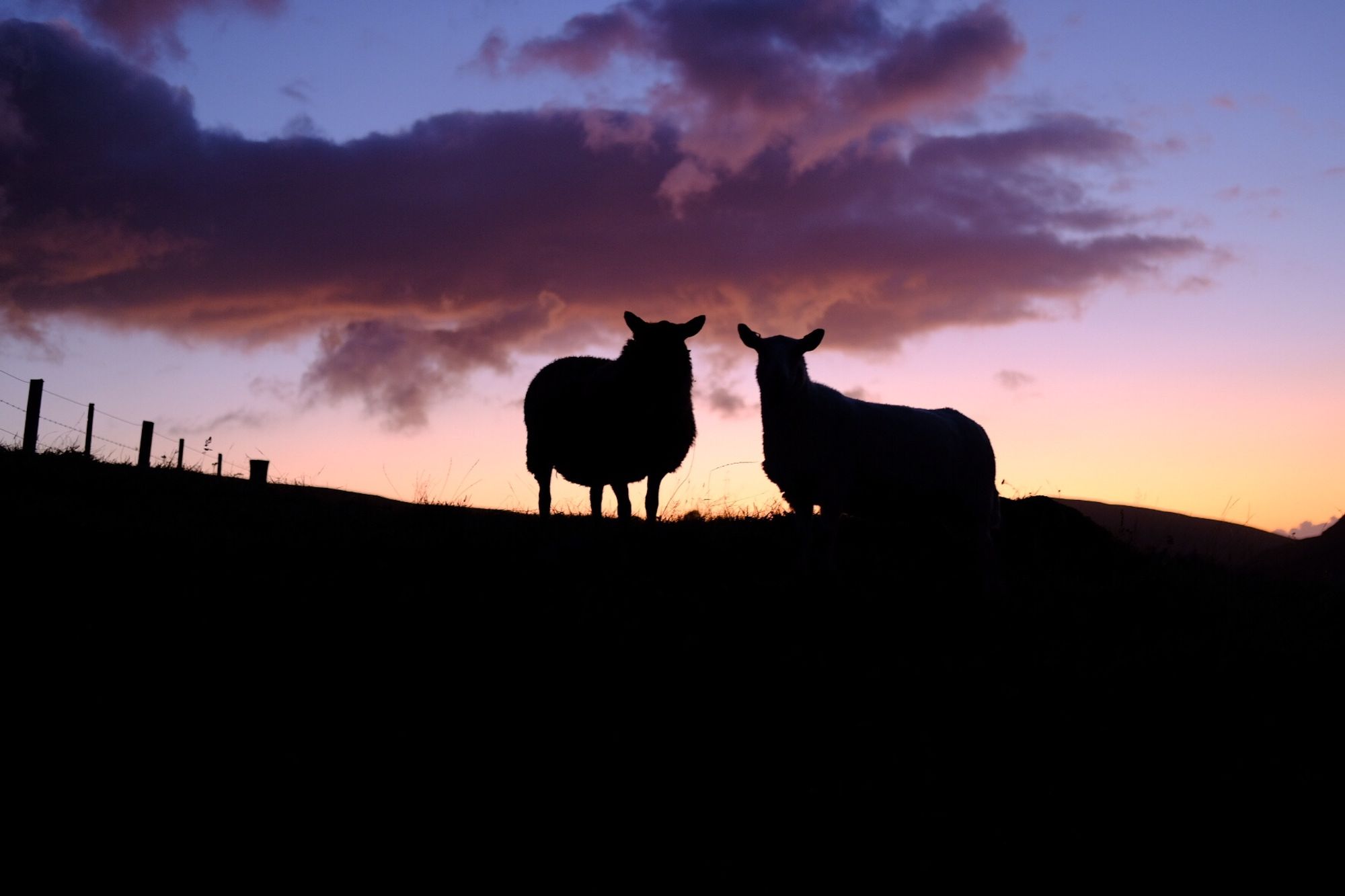 Two sheep silhouetted against a pink purple sky