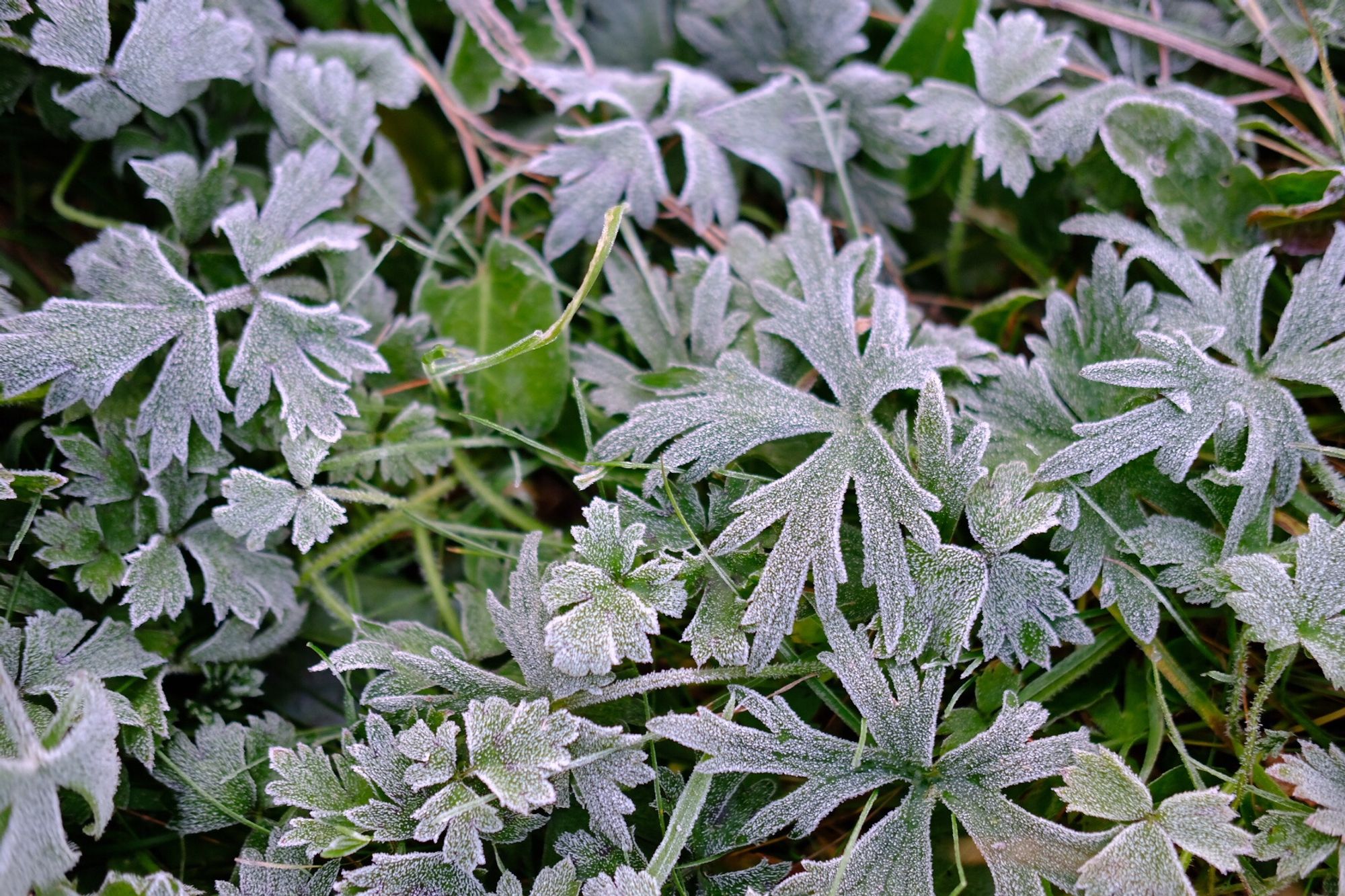 Frosted buttercup leaves