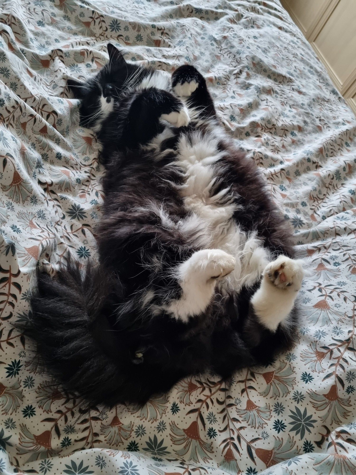 A very fluffy black and white cat lies on a bed, paws in the air.