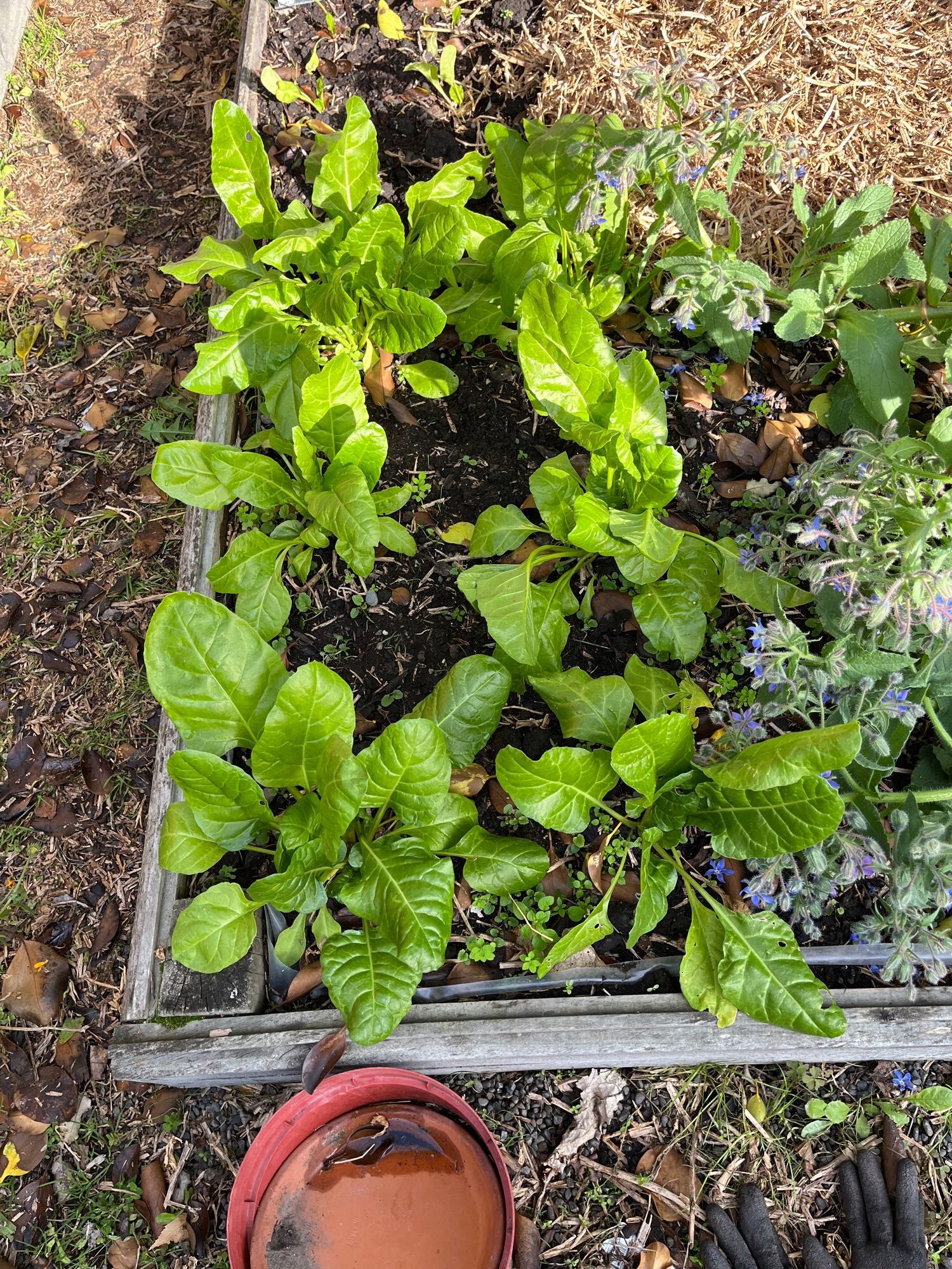 Bright green spinach plants in the garden.