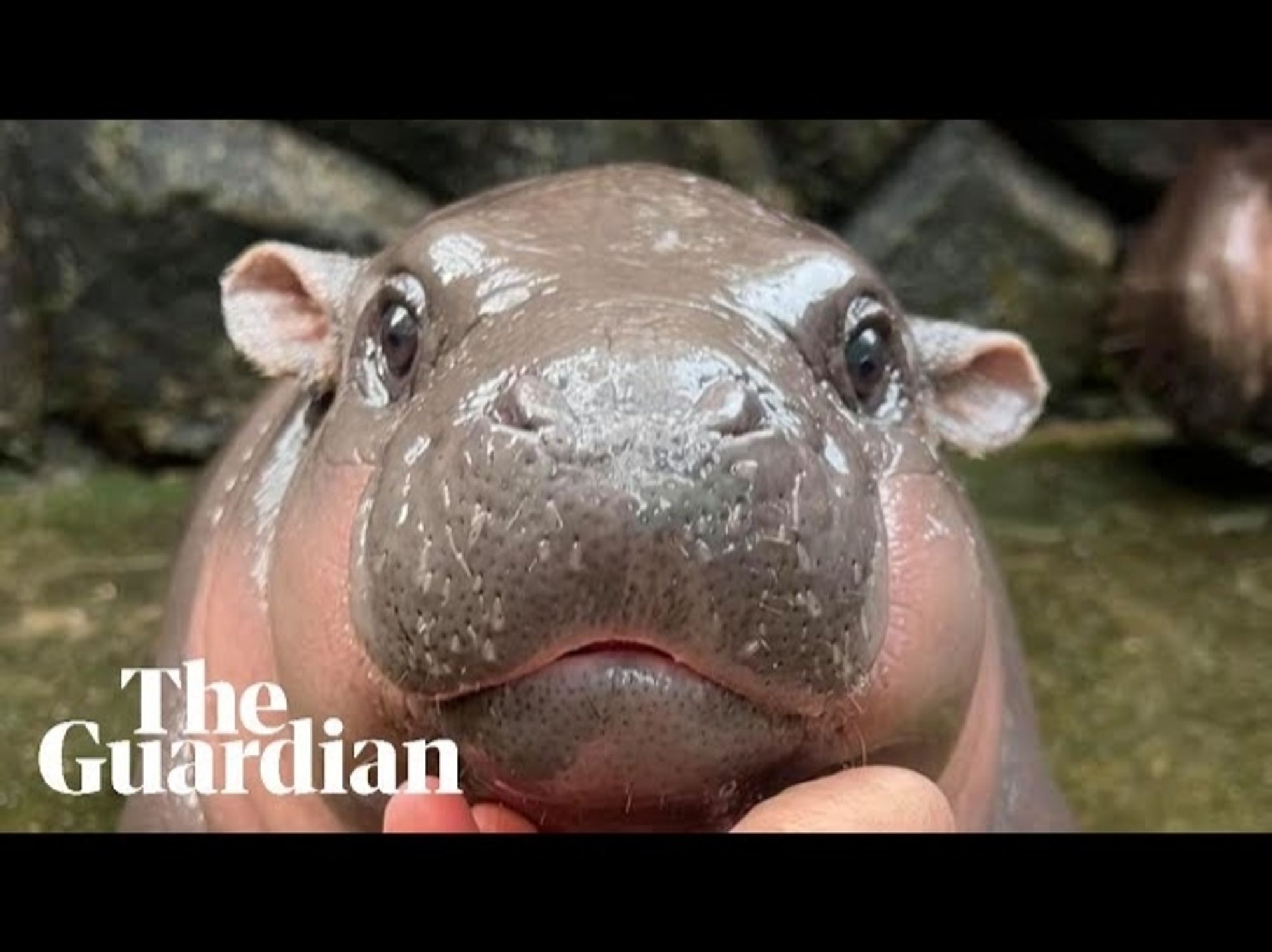 Cutie baby hippo Moo Deng