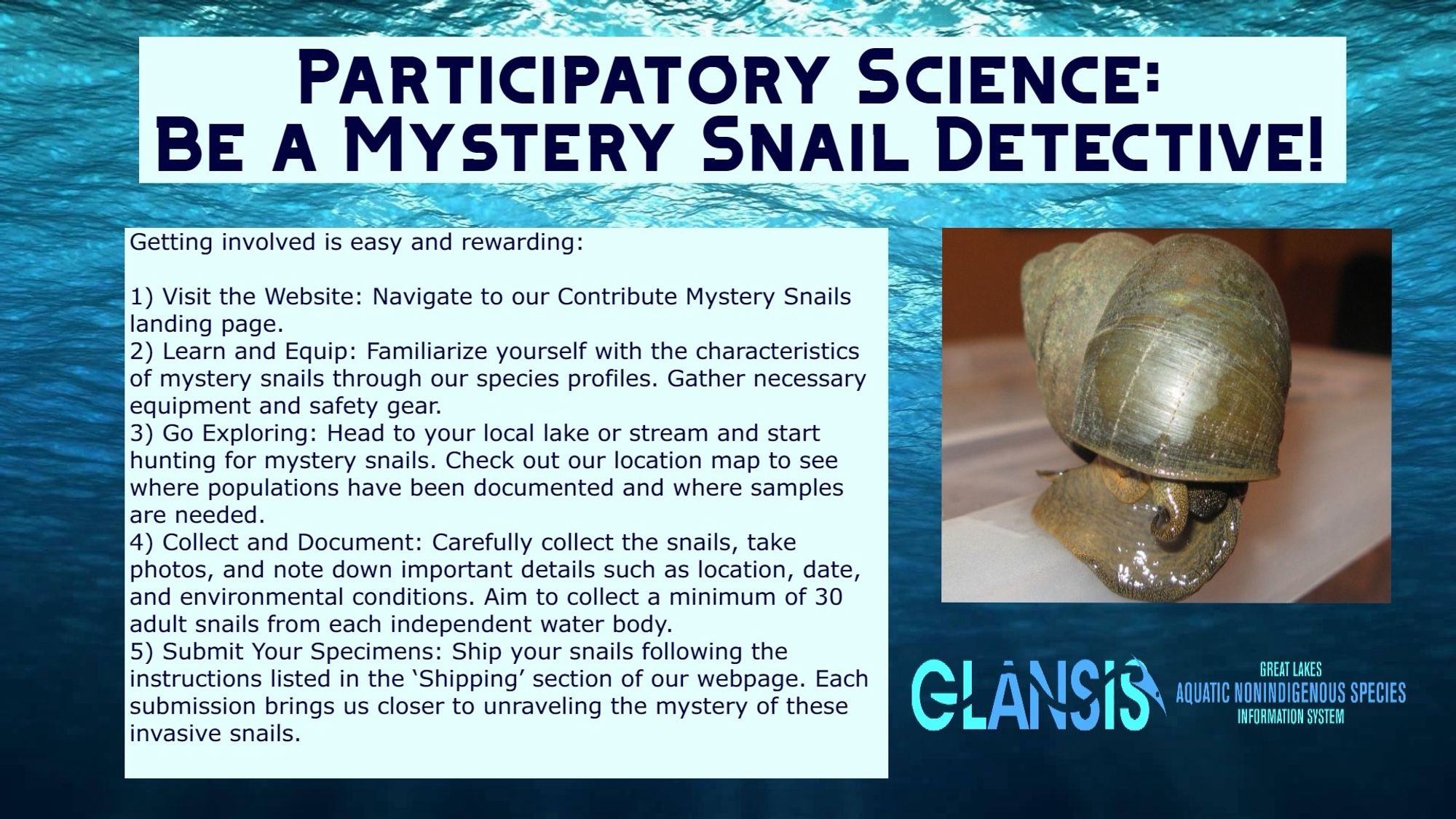 Participatory Science: Be a Mystery Snail Detective! 

Getting involved is easy and rewarding:

Visit the Website: Navigate to our Contribute Mystery Snails landing page.
Learn and Equip: Familiarize yourself with the characteristics of mystery snails through our species profiles. Gather necessary equipment and safety gear.
Go Exploring: Head to your local lake or stream and start hunting for mystery snails. Check out our location map to see where populations have been documented and where samples are needed.
Collect and Document: Carefully collect the snails, take photos, and note down important details such as location, date, and environmental conditions. Aim to collect a minimum of 30 adult snails from each independent water body.
Submit Your Specimens: Ship your snails following the instructions listed in the ‘Shipping’ section of our webpage. Each submission brings us closer to unraveling the mystery of these invasive snails.