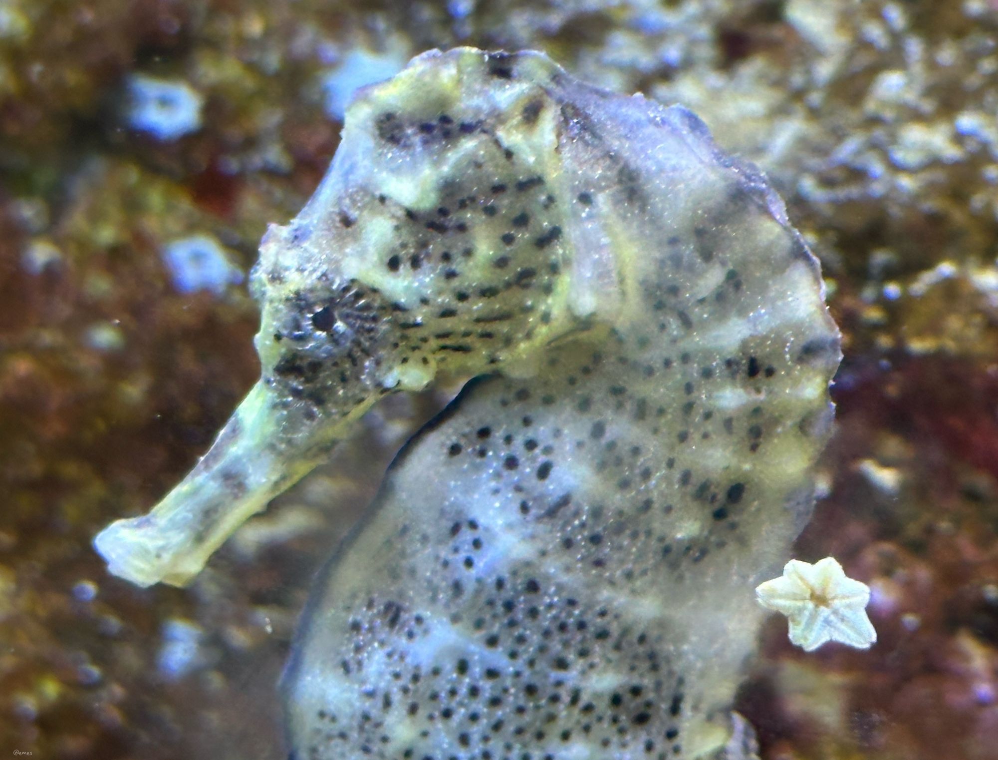 A close-up of a seahorse with a textured body, featuring a mottled pattern of light and dark colors. A small starfish is visible nearby in the water.