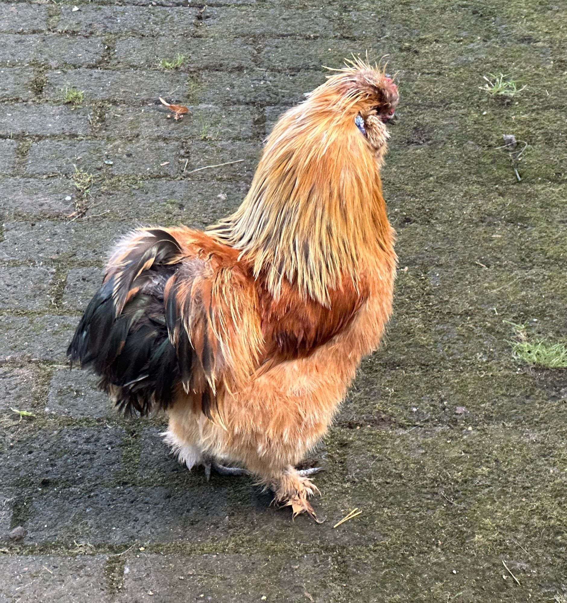 A fluffy, colorful chicken standing on a stone pathway. Its feathers are predominantly golden with darker accents on the tail, and it is facing away from the camera.