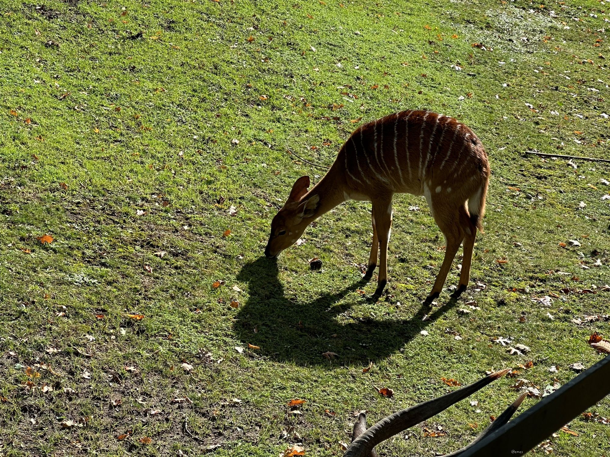 A young deer with distinctive stripes is grazing on green grass, surrounded by fallen leaves. The sunlight creates a shadow on the ground.