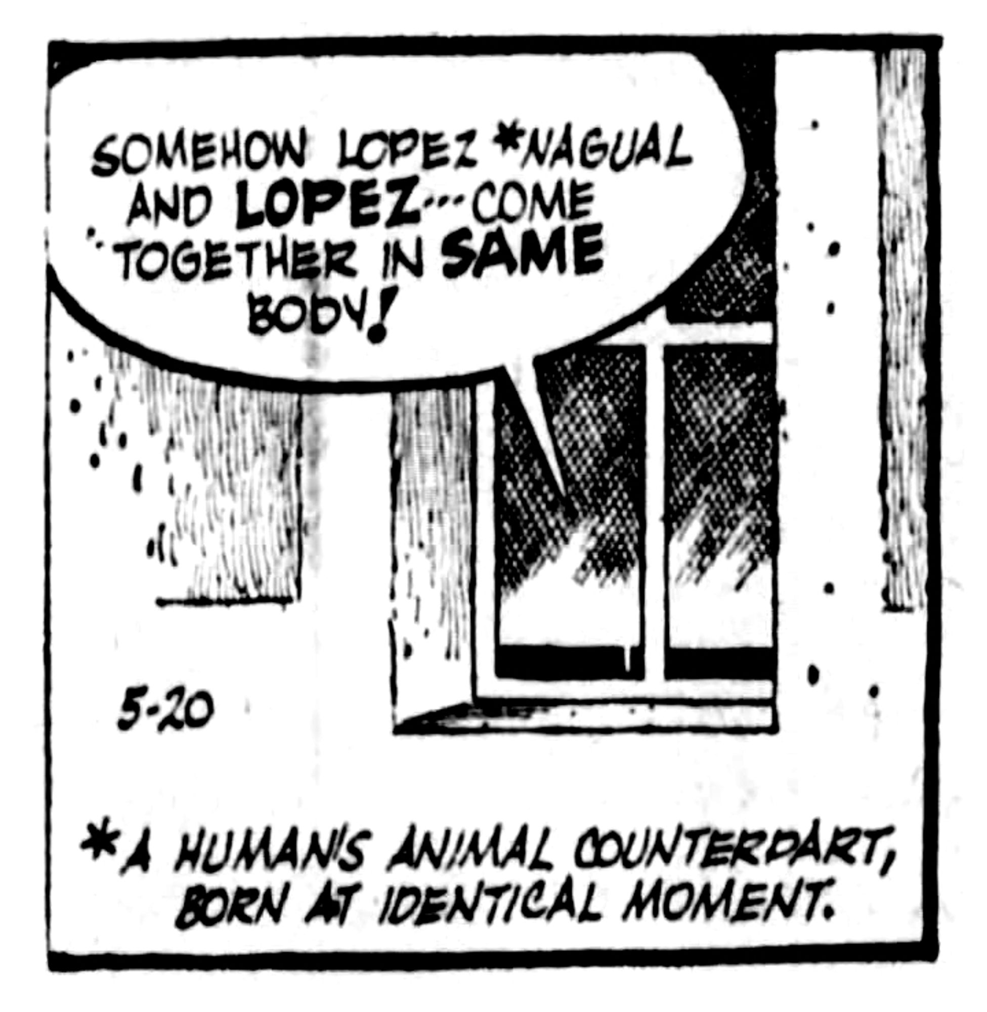 Panel one: From outside the window of the town doctor's office, the voice of Trini says: "Somehow Lopez' nagual* and Lopez -- come together in same body!"

Caption: * A human's animal counterpart, born at identical moment.