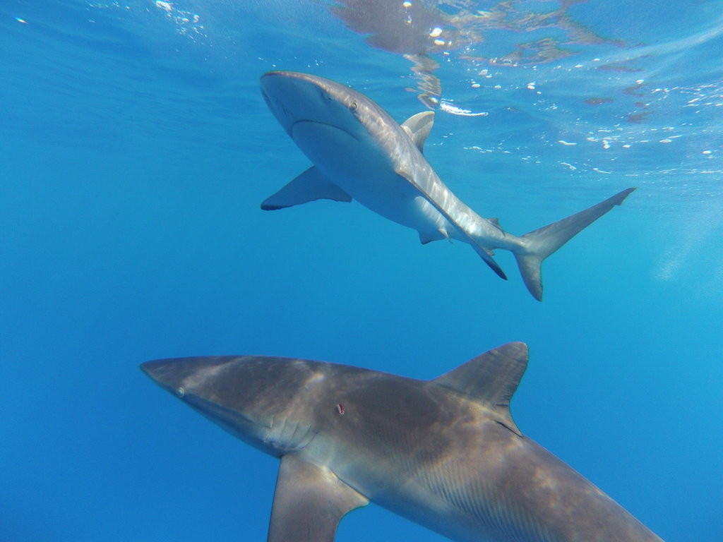 Two silky sharks (Carcharhinus falciformis) swim near the surface