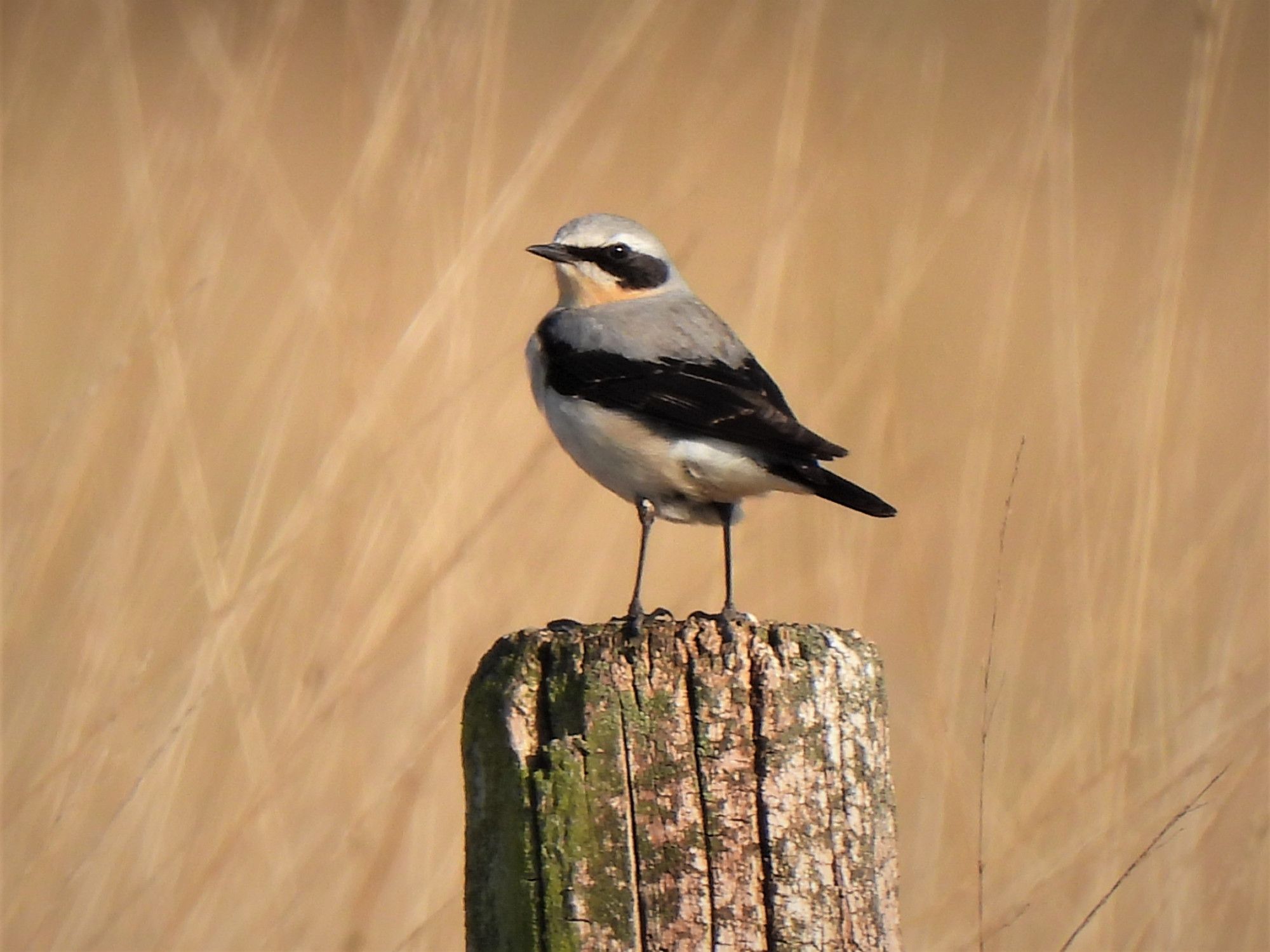 Een tapuit staat op een paaltje in de zon en kijkt over zijn schouder in de lens, de achtergrond is vervaagd riet