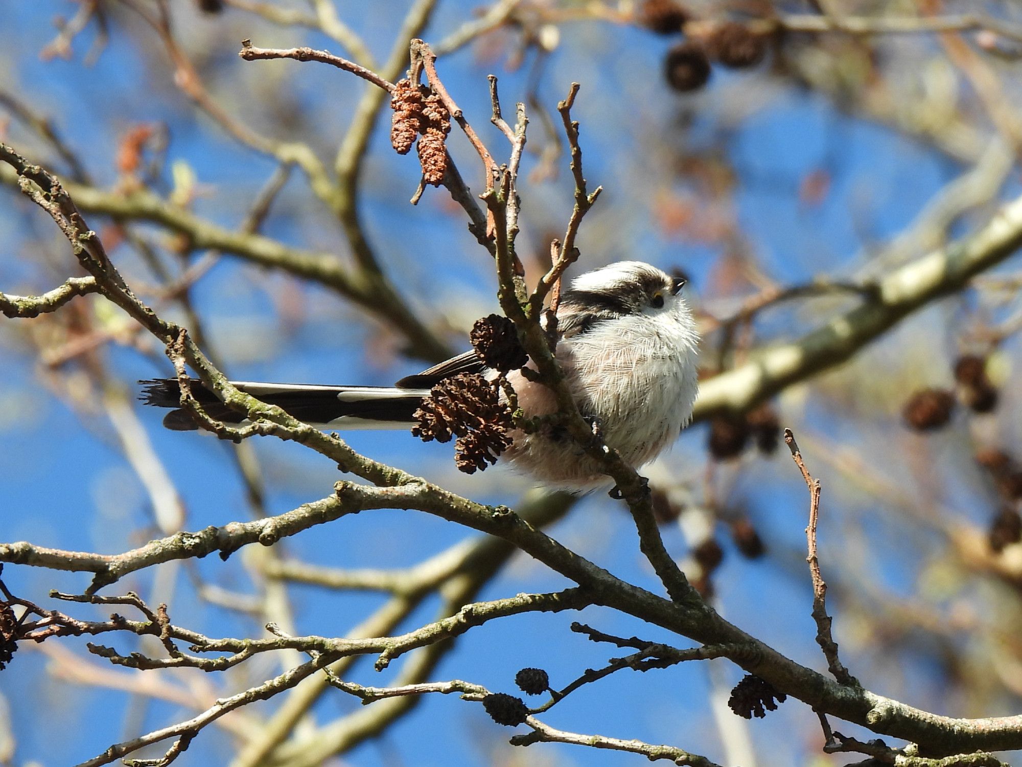 Super schattig staartmeesje zit in een blauwe lucht vol elzenprop takjes op een takje