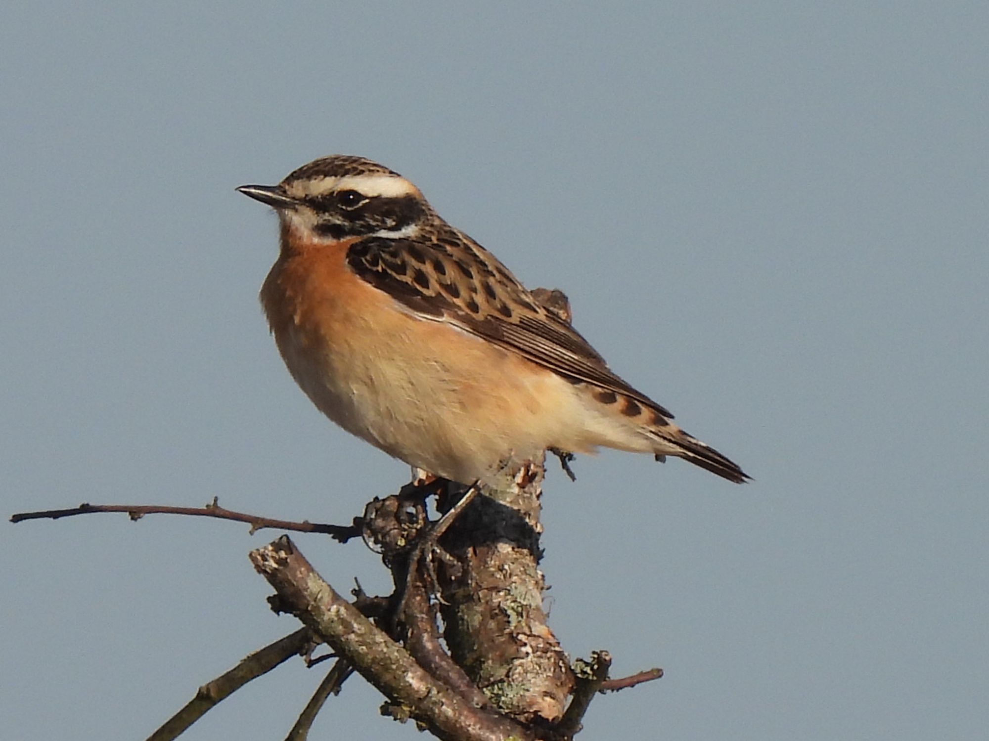 Paapje in een dode boomtop tegen blauwe lucht