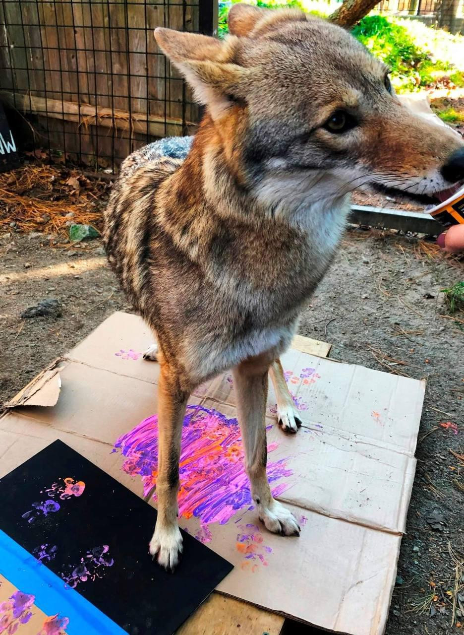 Image of yotes