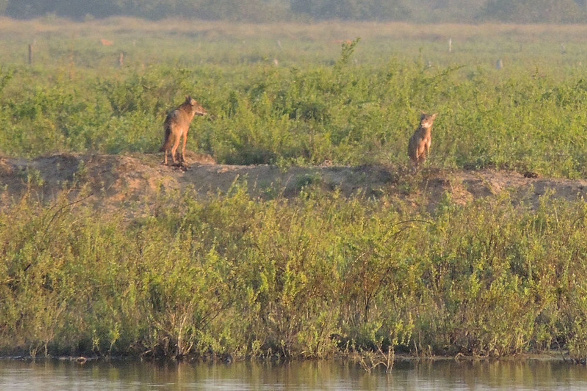 Image of yotes