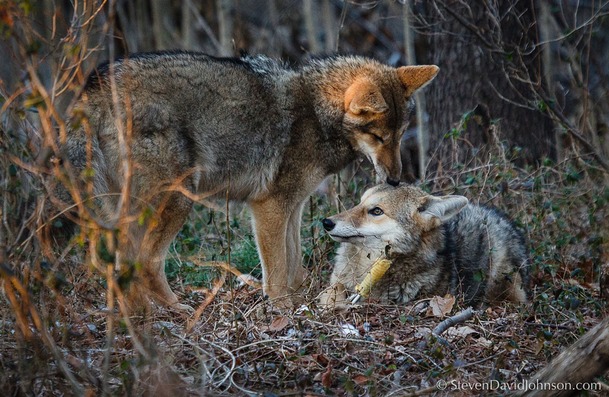 Image of yotes