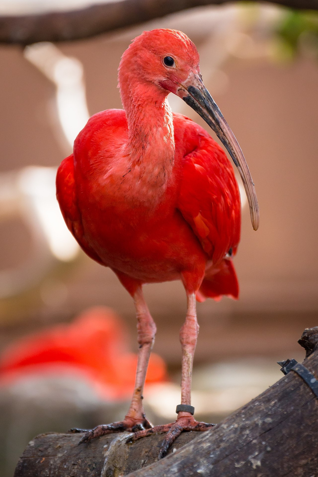 scarlet ibis