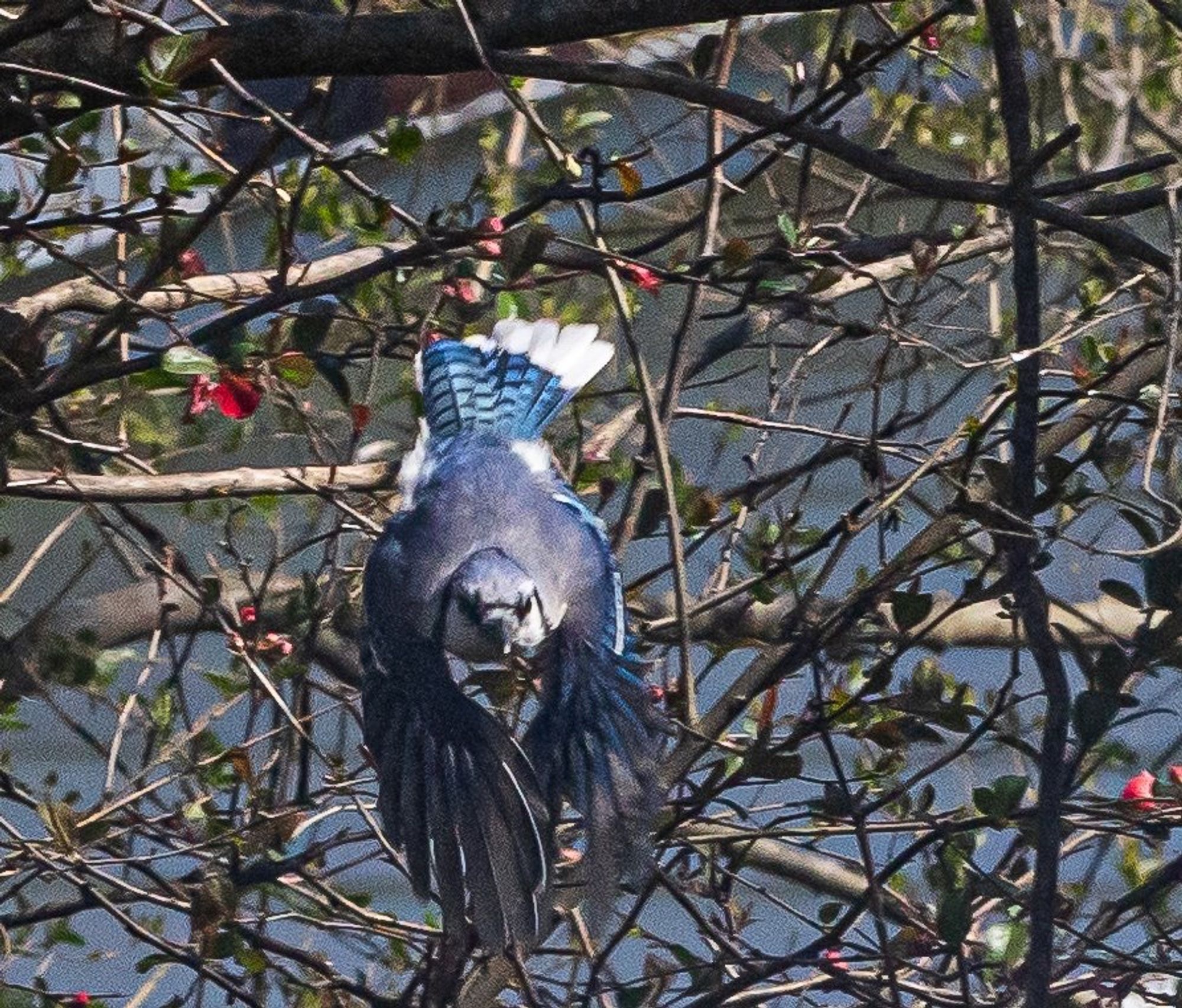 Blue Jay