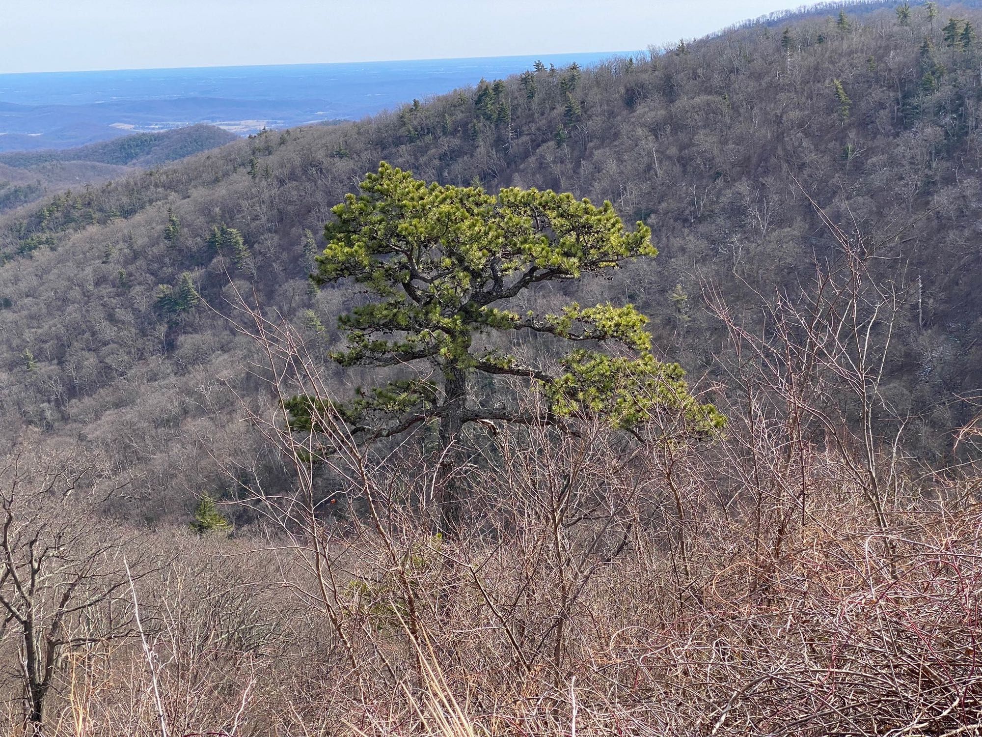 Tree at Skyline Drive