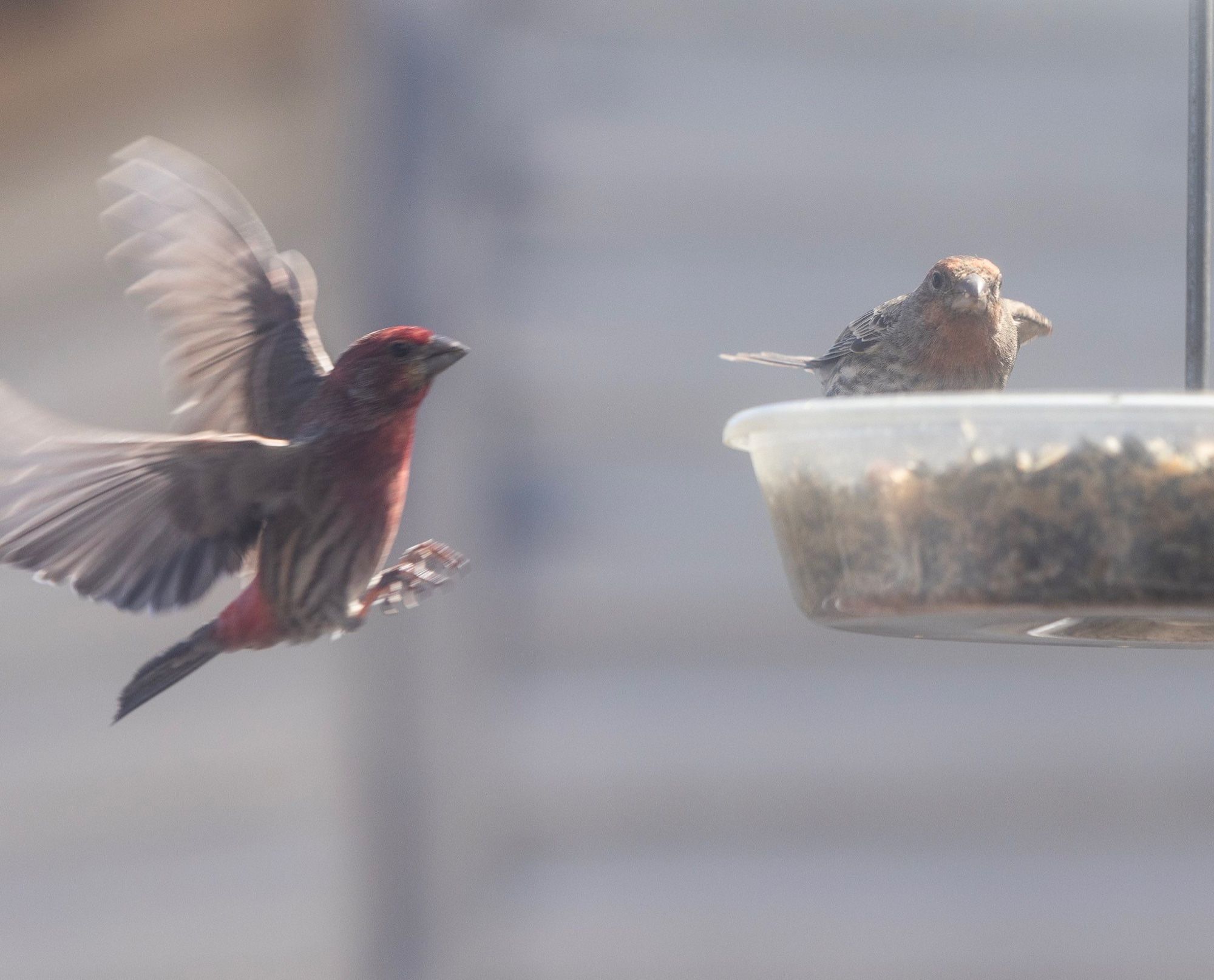 House Finch