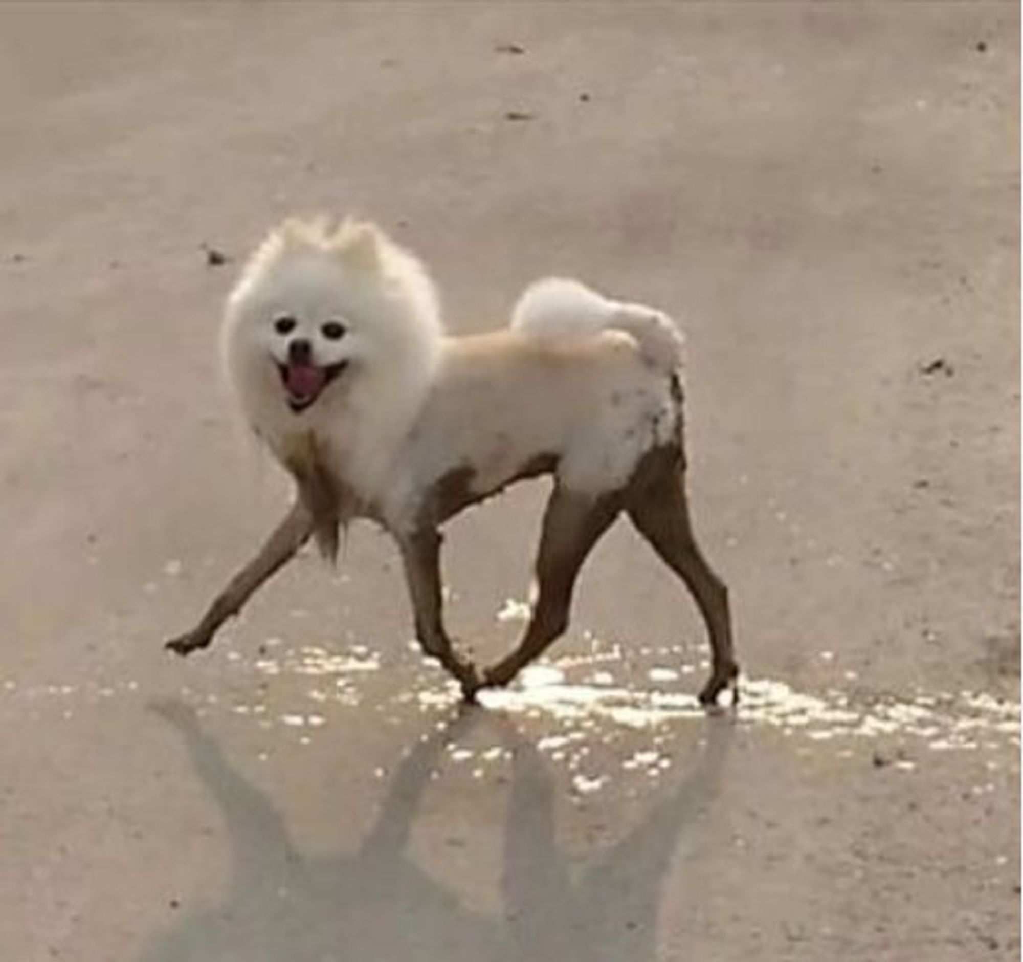 The original photo the illustrations were based on. A white, fluffy dog looks pleased with itself as the bottom half of its body is totally drenched in mud. 