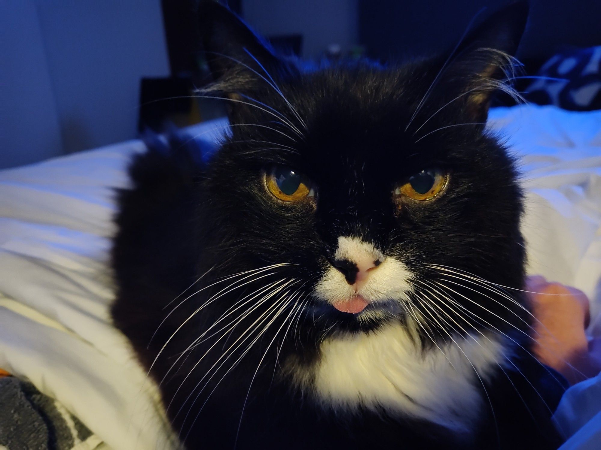 Neo in hotel room, tuxedo cat, blepping.